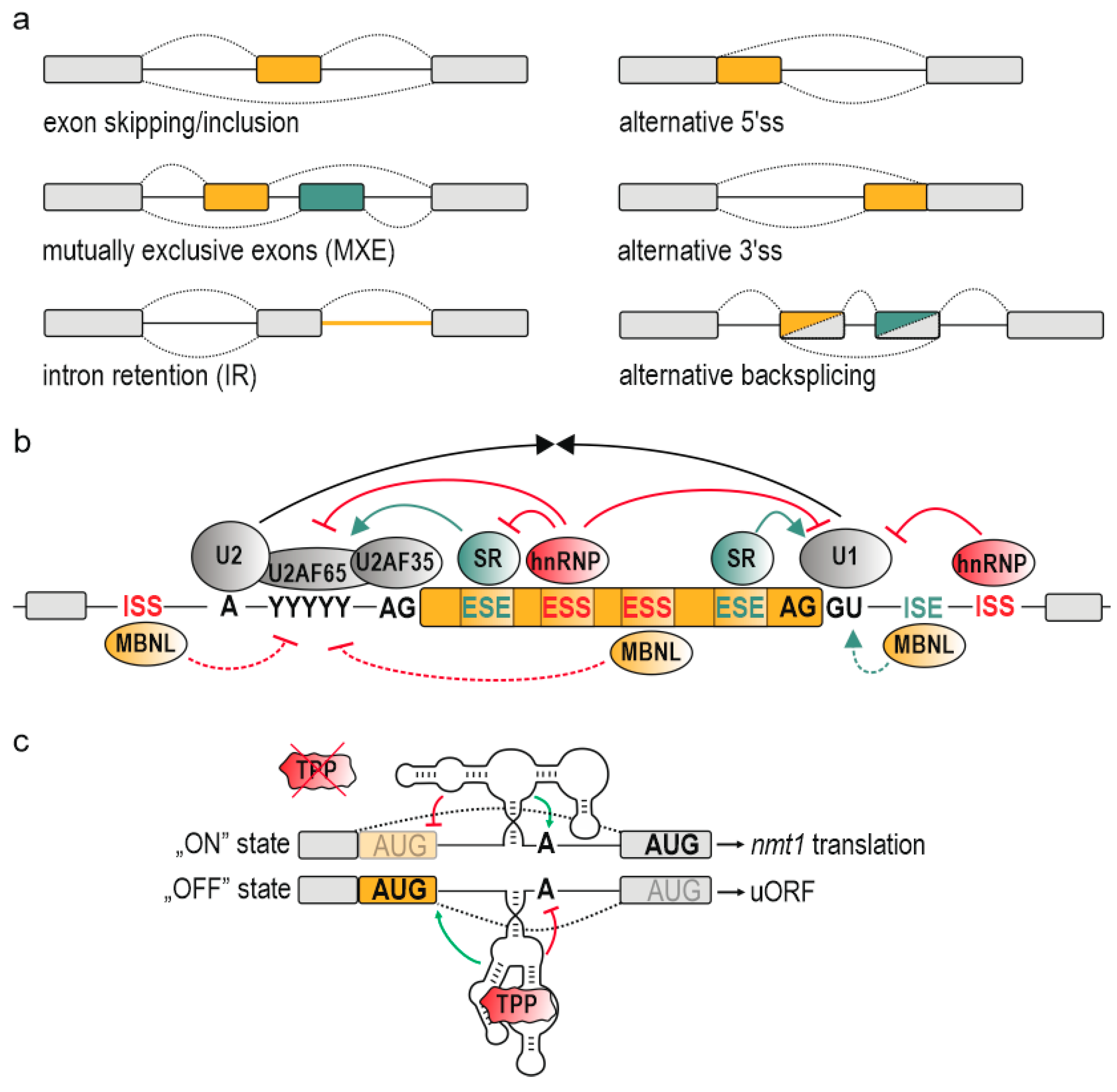 Ijms 21 05161 g001 Ijms 21 05161 g001