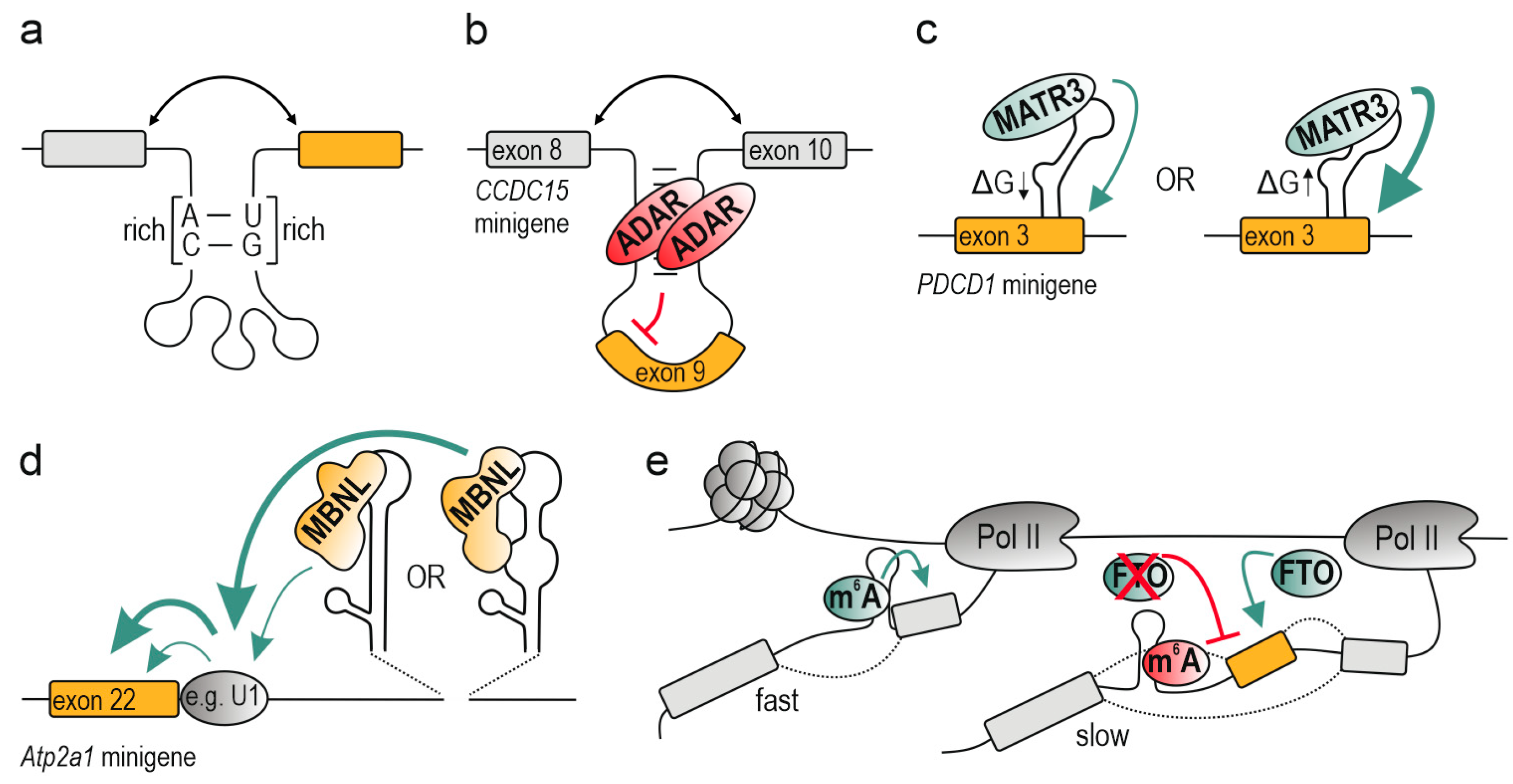 Ijms 21 05161 g003 Ijms 21 05161 g003