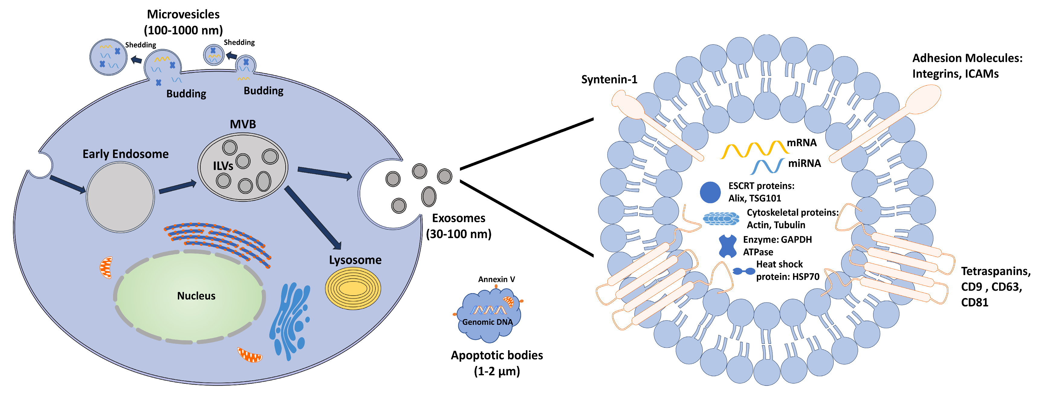 Ijms 21 05163 g001 Ijms 21 05163 g001