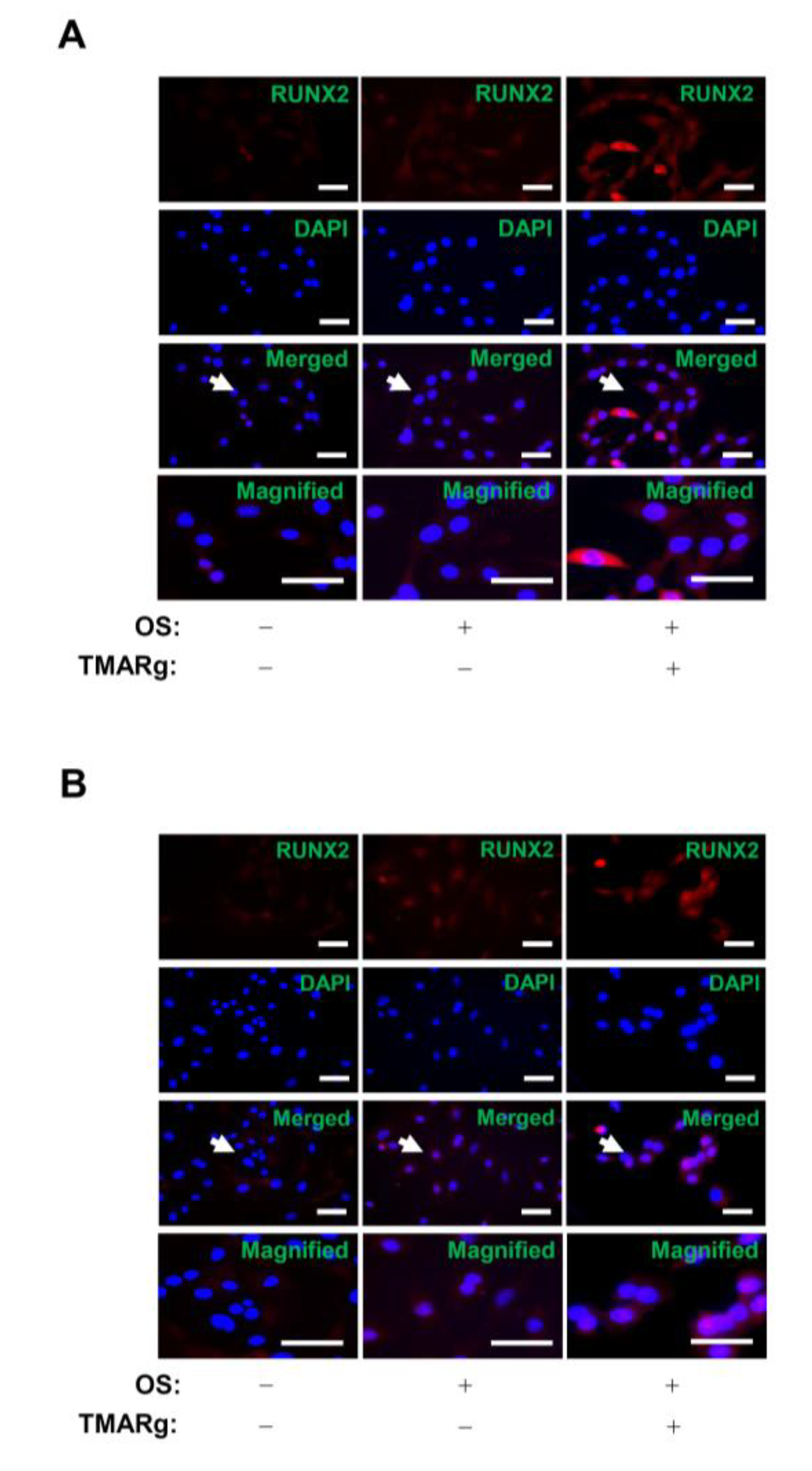 Ijms 21 05332 g005 Ijms 21 05332 g005