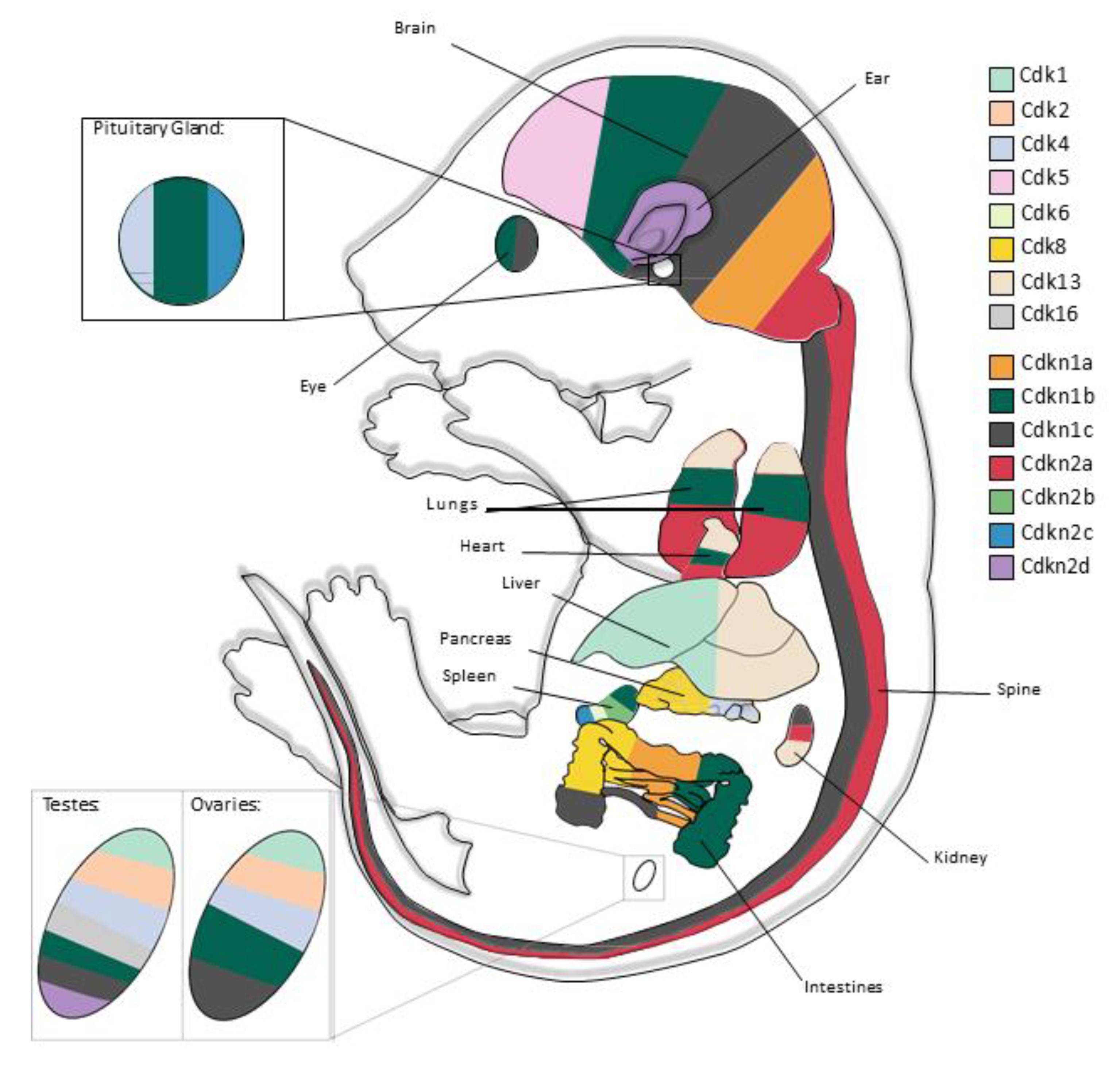 Ijms 21 05343 g001 Ijms 21 05343 g001