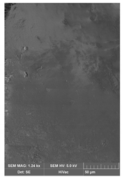 Ijms 21 05348 i002 Ijms 21 05348 i002