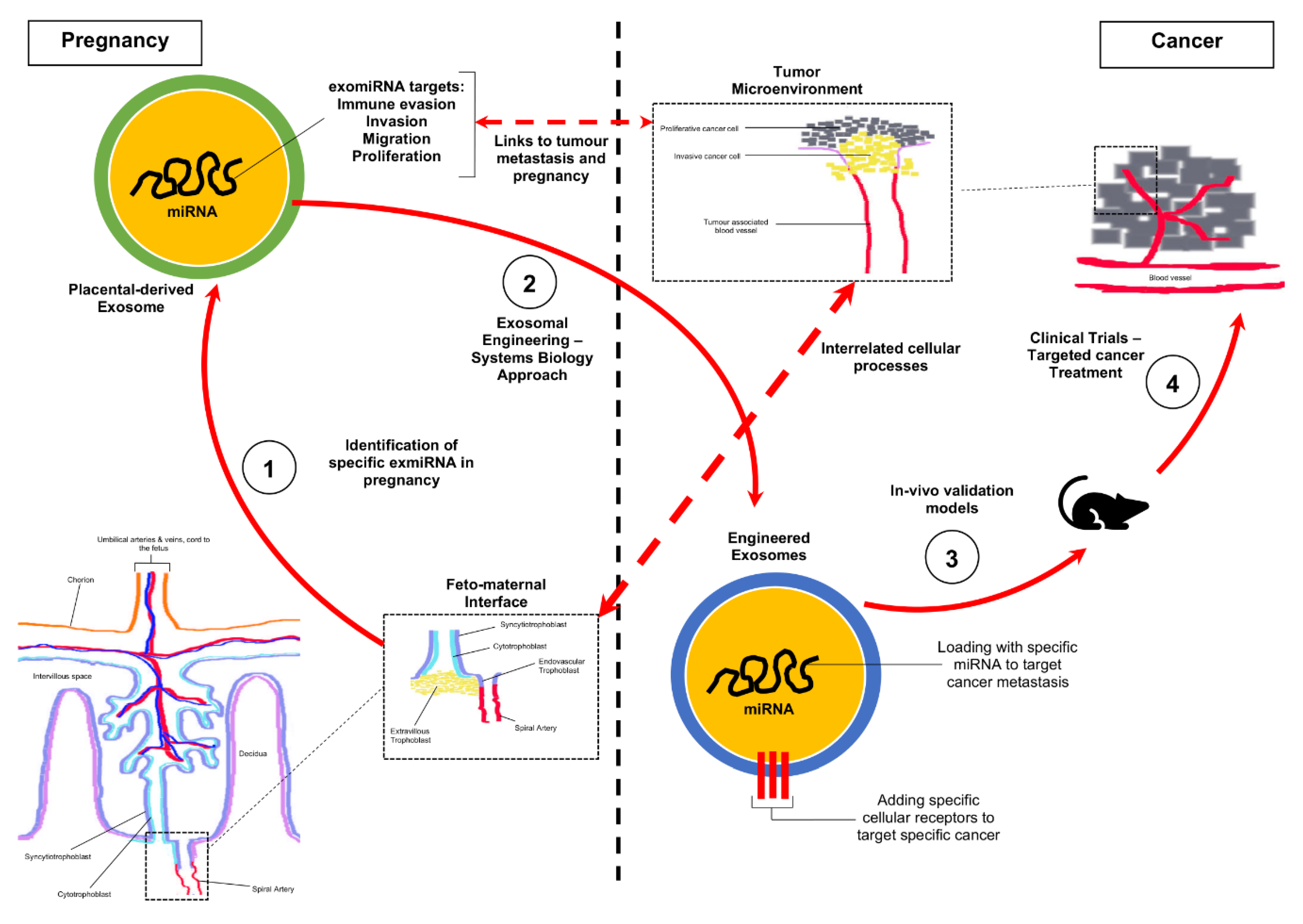 Ijms 21 05384 g003 Ijms 21 05384 g003