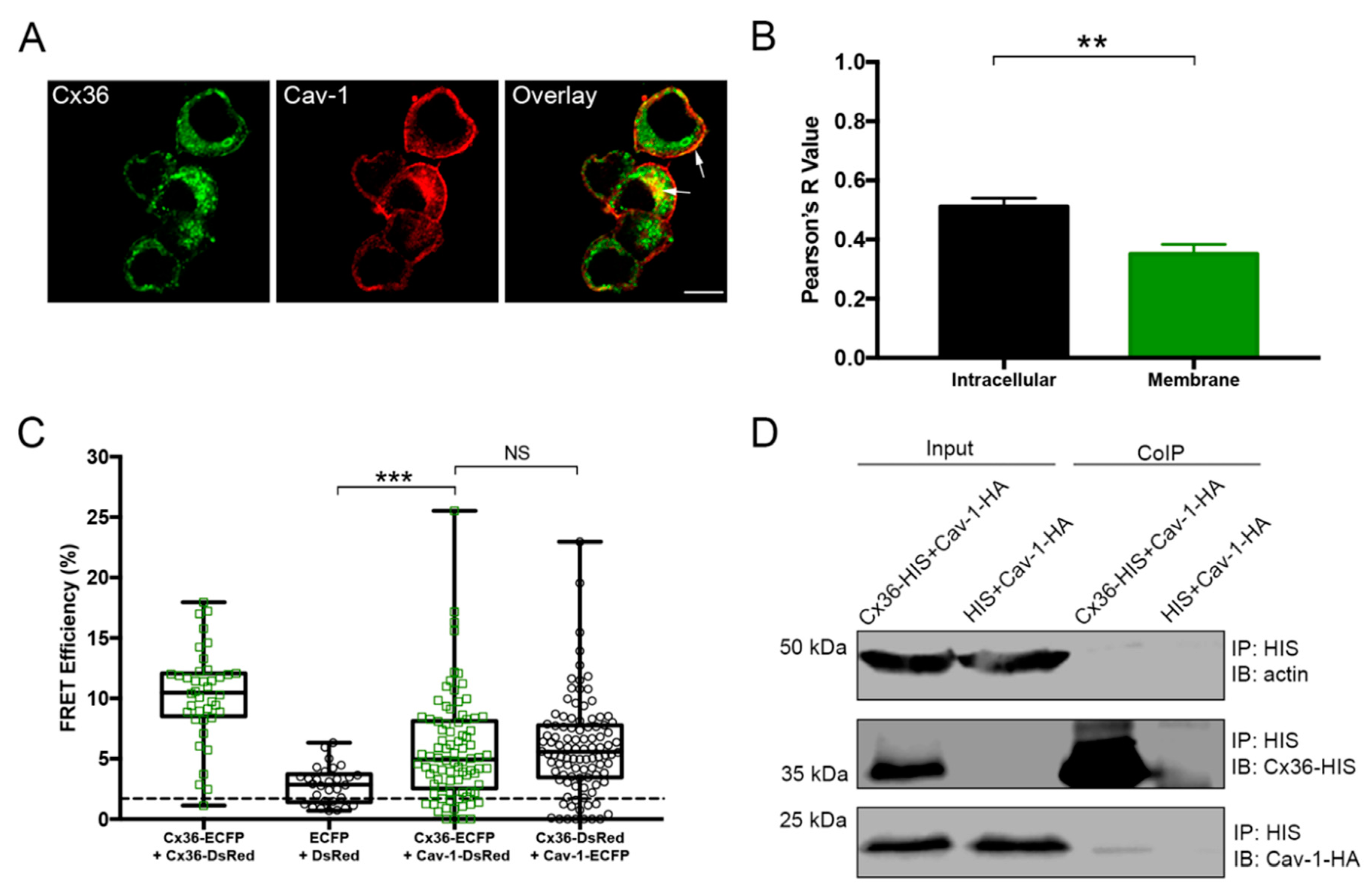 Ijms 21 05401 g001 Ijms 21 05401 g001