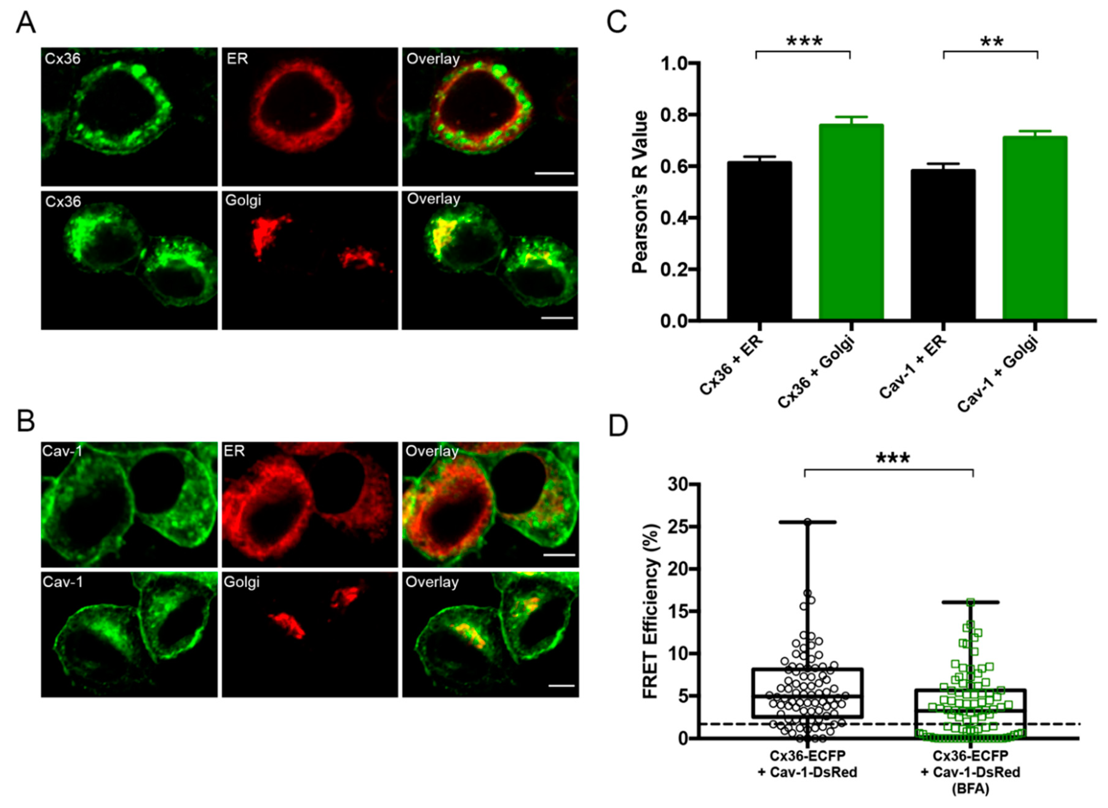 Ijms 21 05401 g003 Ijms 21 05401 g003