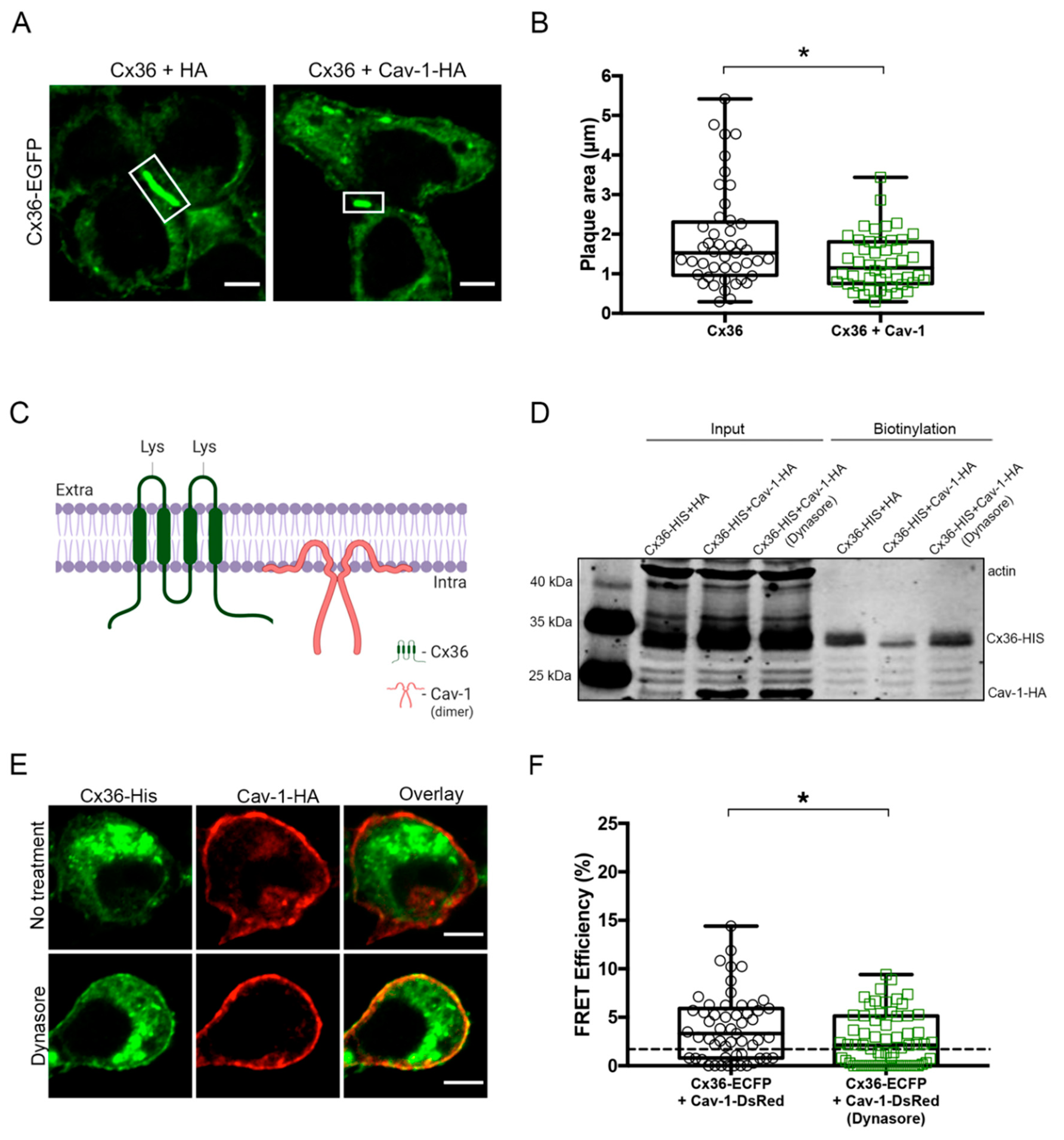 Ijms 21 05401 g005 Ijms 21 05401 g005
