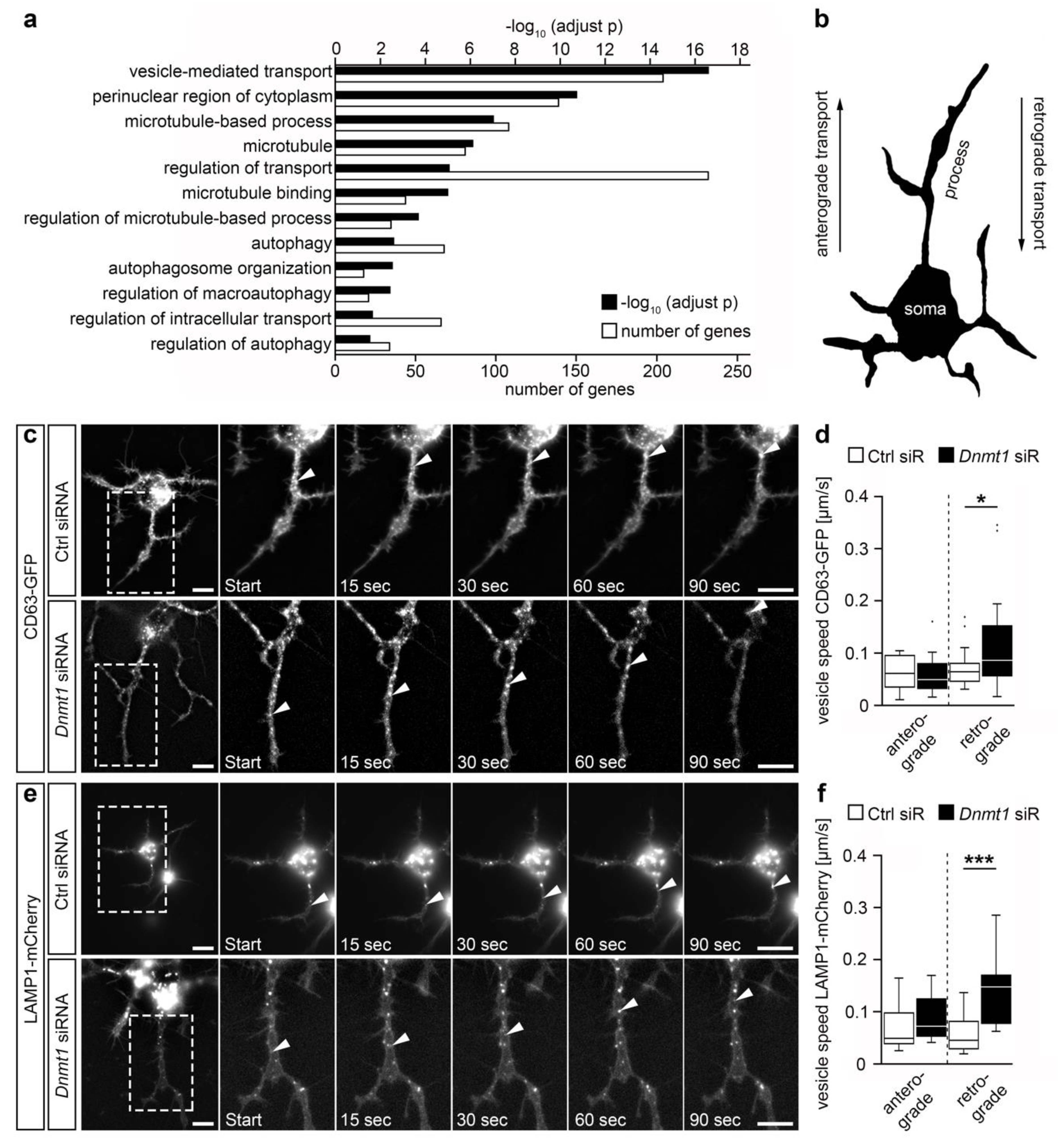 Ijms 21 05420 g001 Ijms 21 05420 g001