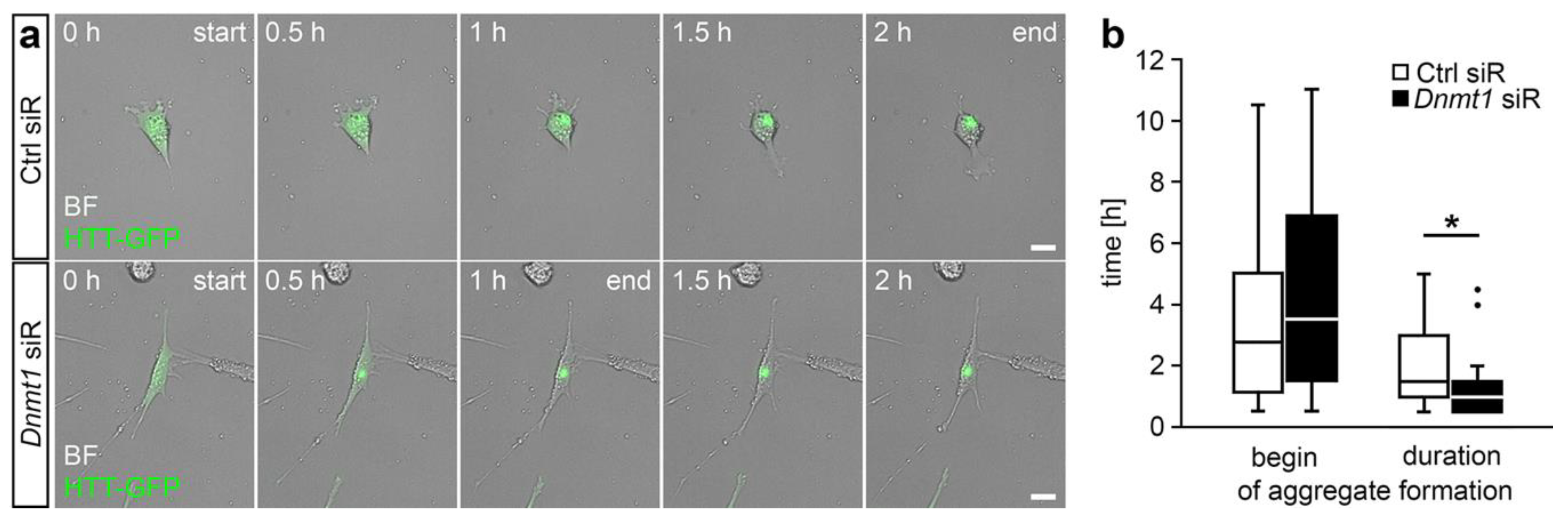 Ijms 21 05420 g004 Ijms 21 05420 g004