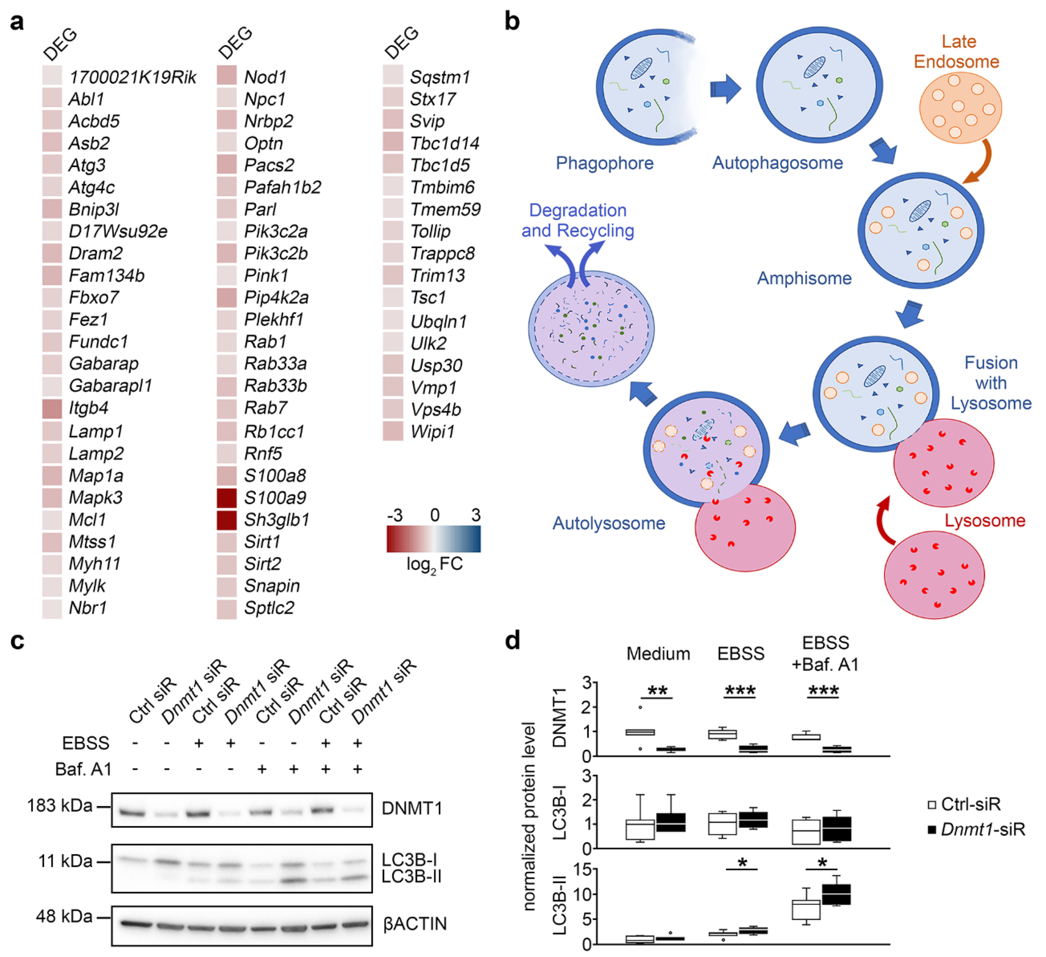 Ijms 21 05420 g005 Ijms 21 05420 g005