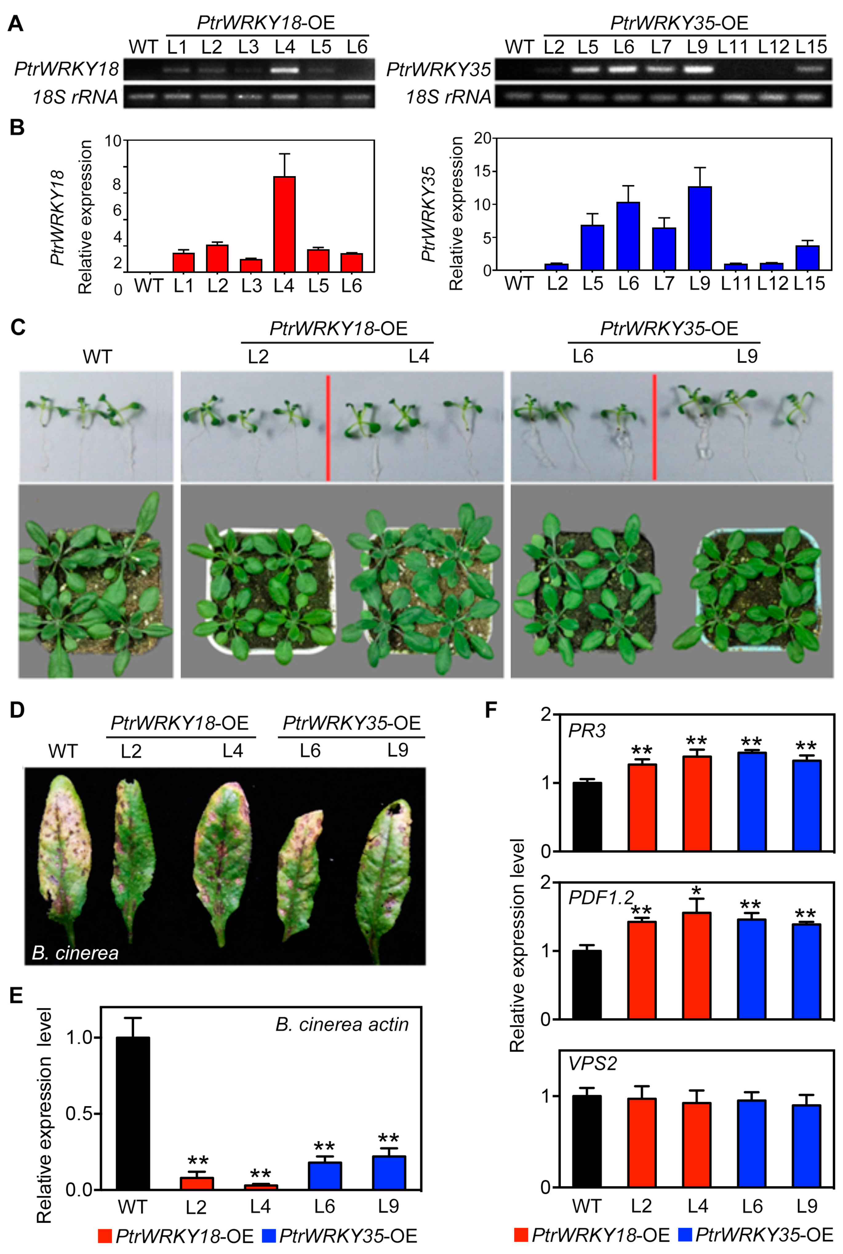 Ijms 21 05440 g002 Ijms 21 05440 g002