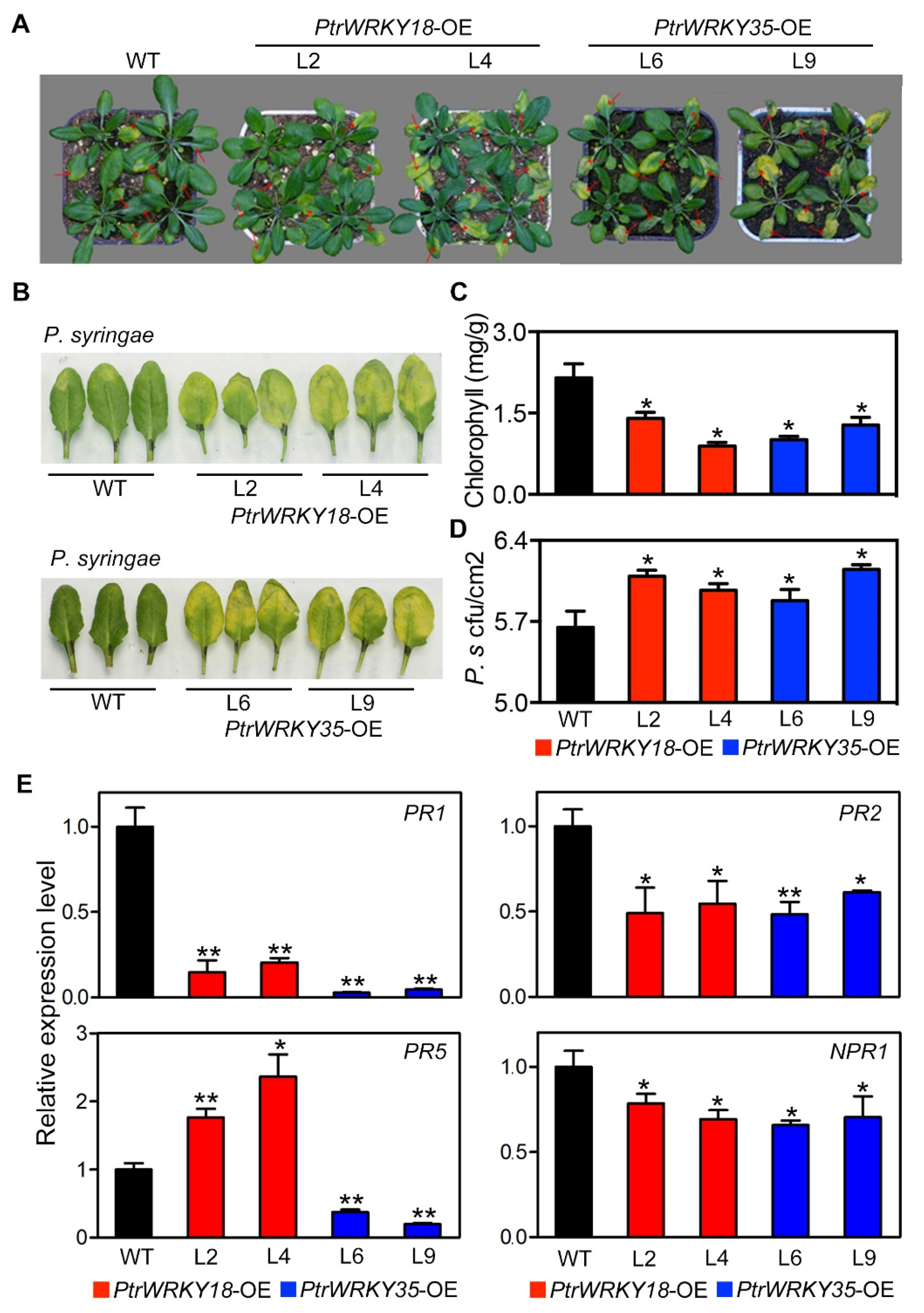Ijms 21 05440 g003 Ijms 21 05440 g003