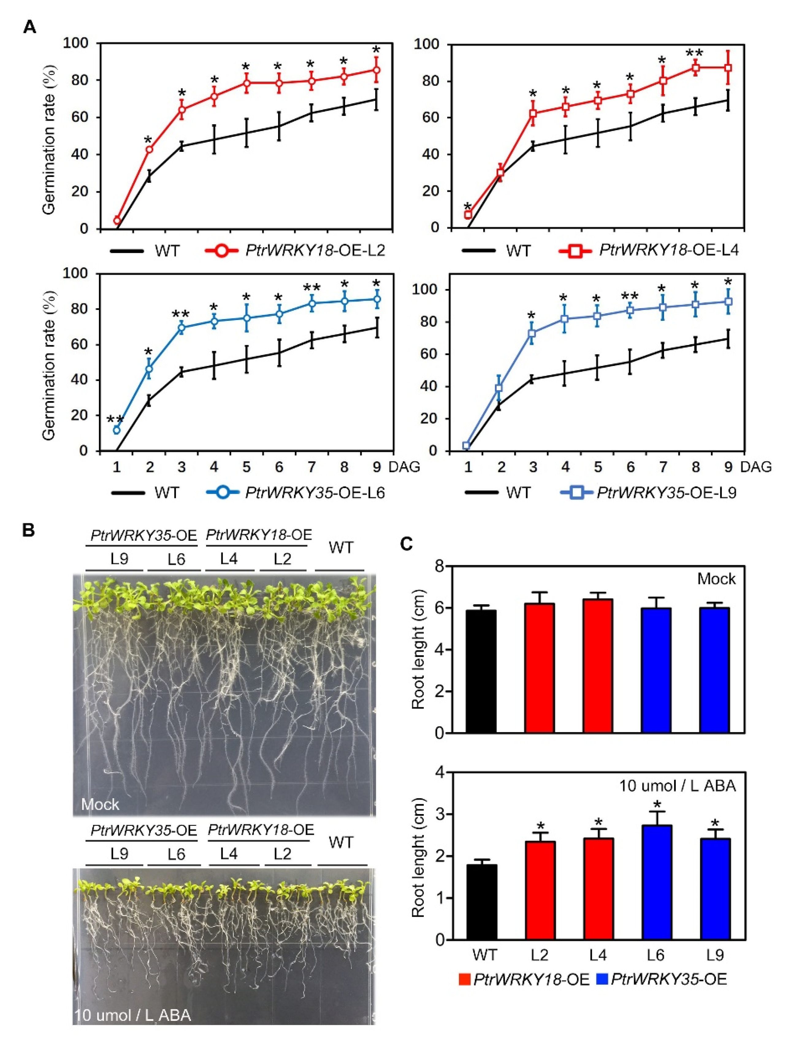 Ijms 21 05440 g004 Ijms 21 05440 g004