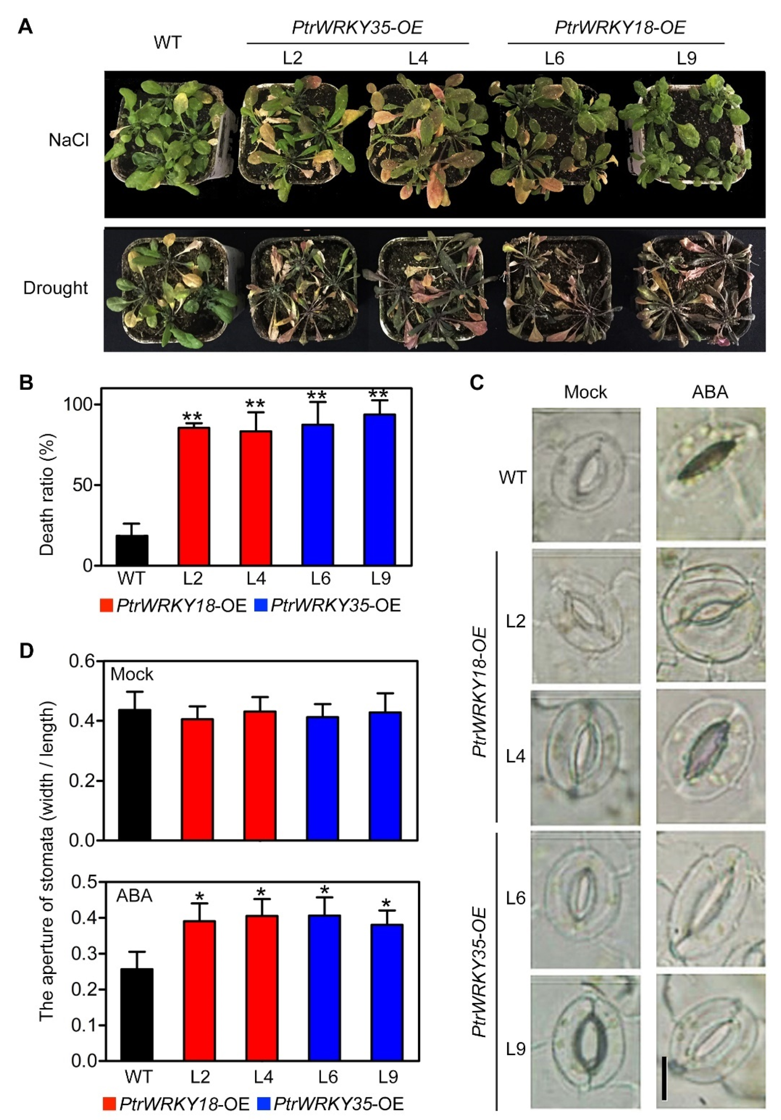 Ijms 21 05440 g005 Ijms 21 05440 g005
