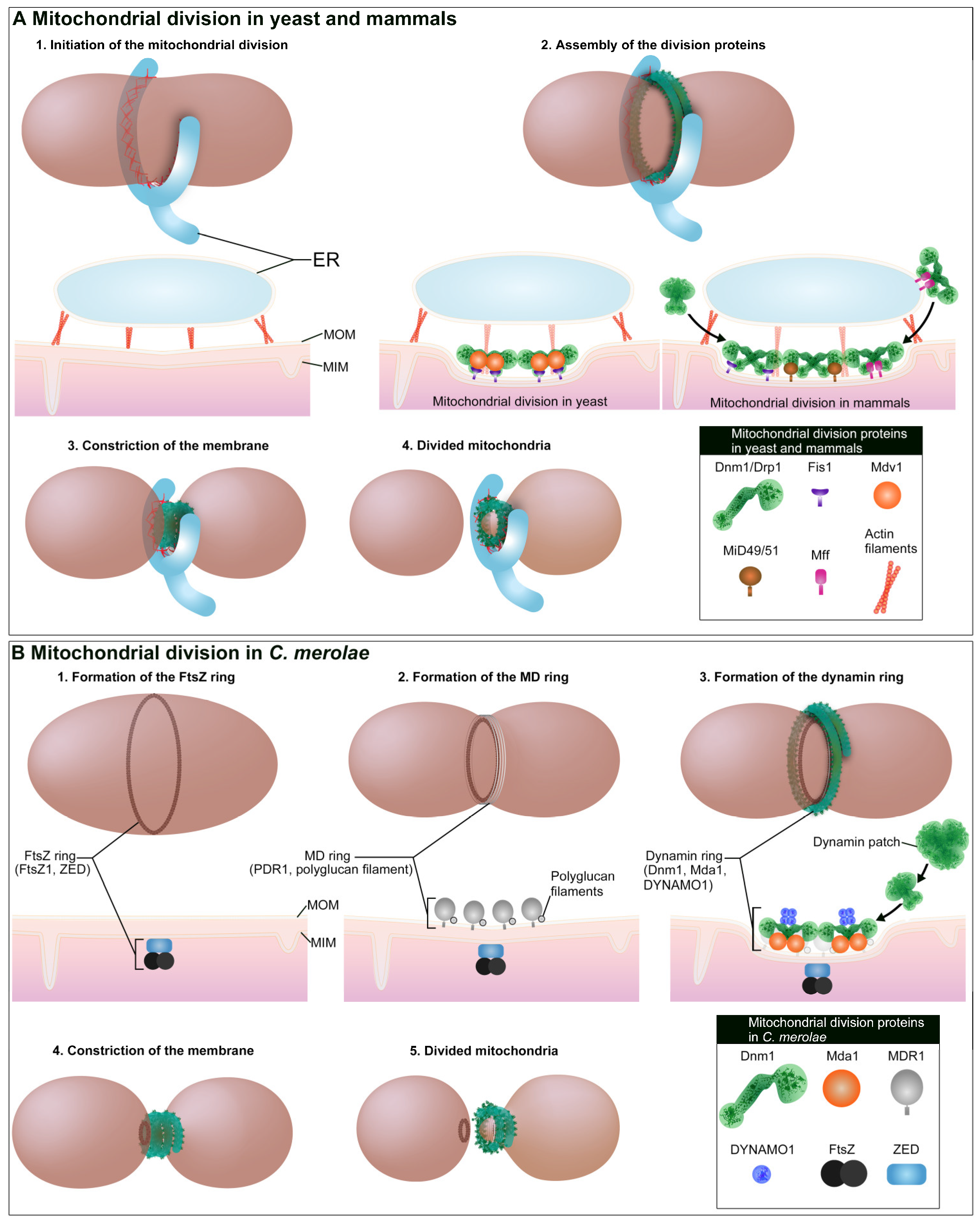 Ijms 21 05452 g001 Ijms 21 05452 g001