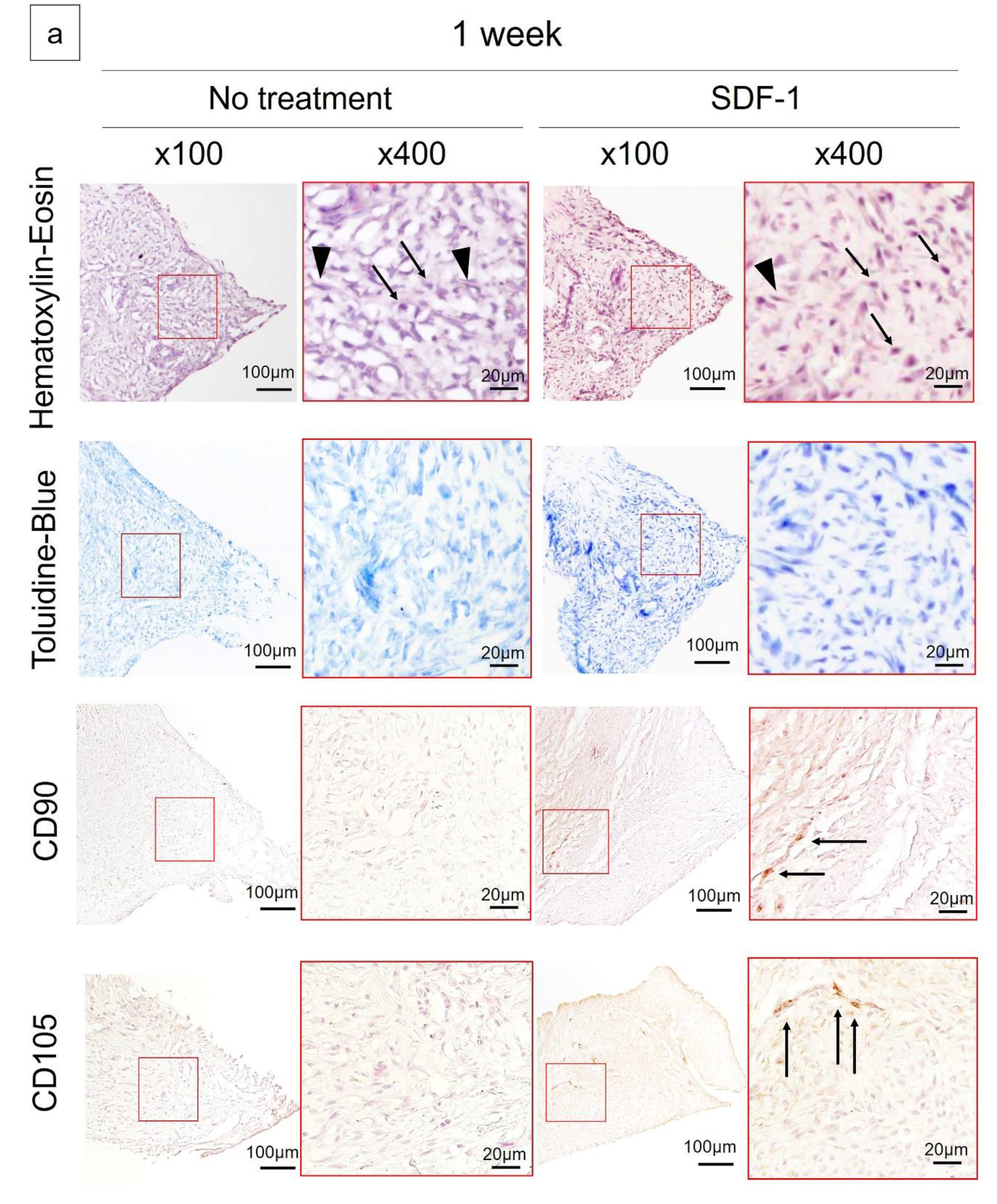 Ijms 21 05454 g002a Ijms 21 05454 g002a