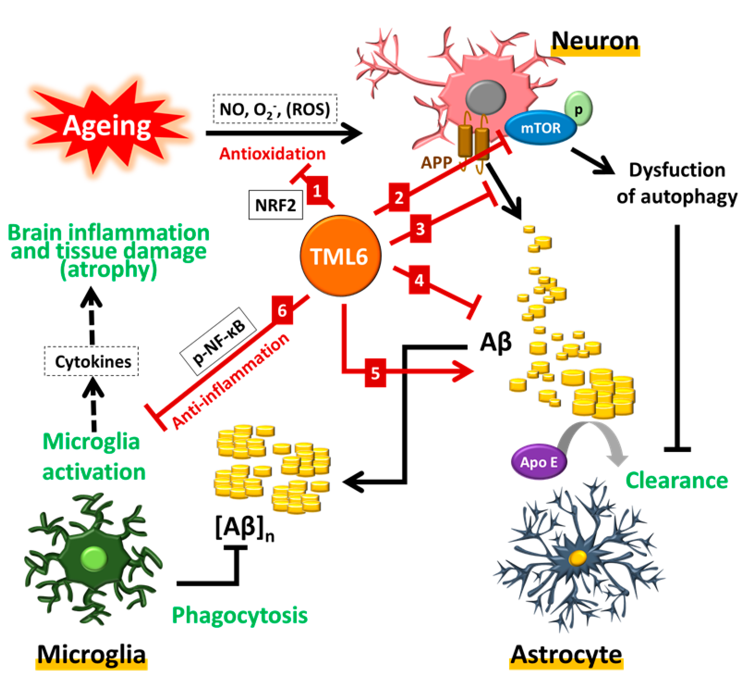Ijms 21 05459 g006 Ijms 21 05459 g006