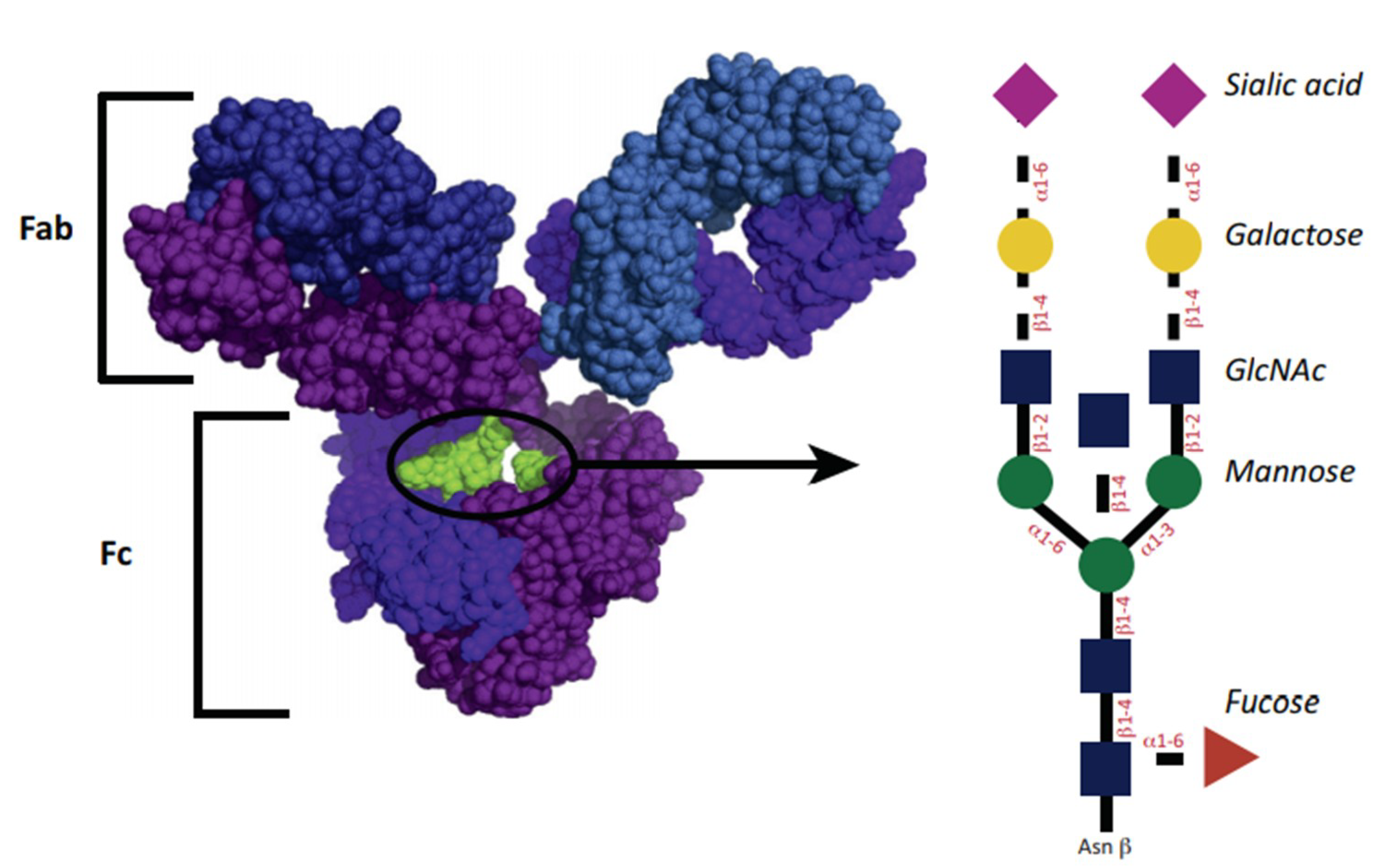 Ijms 21 05472 g001 Ijms 21 05472 g001