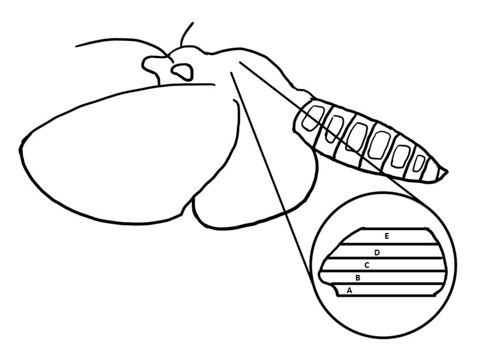 Ijms 21 05504 g006 Ijms 21 05504 g006