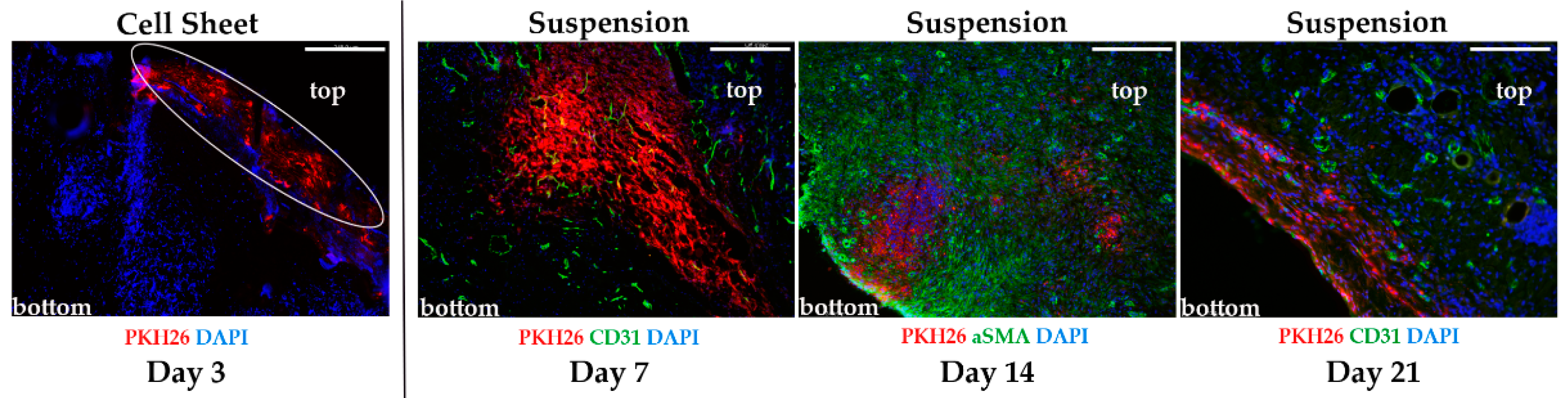 Ijms 21 05567 g003 Ijms 21 05567 g003