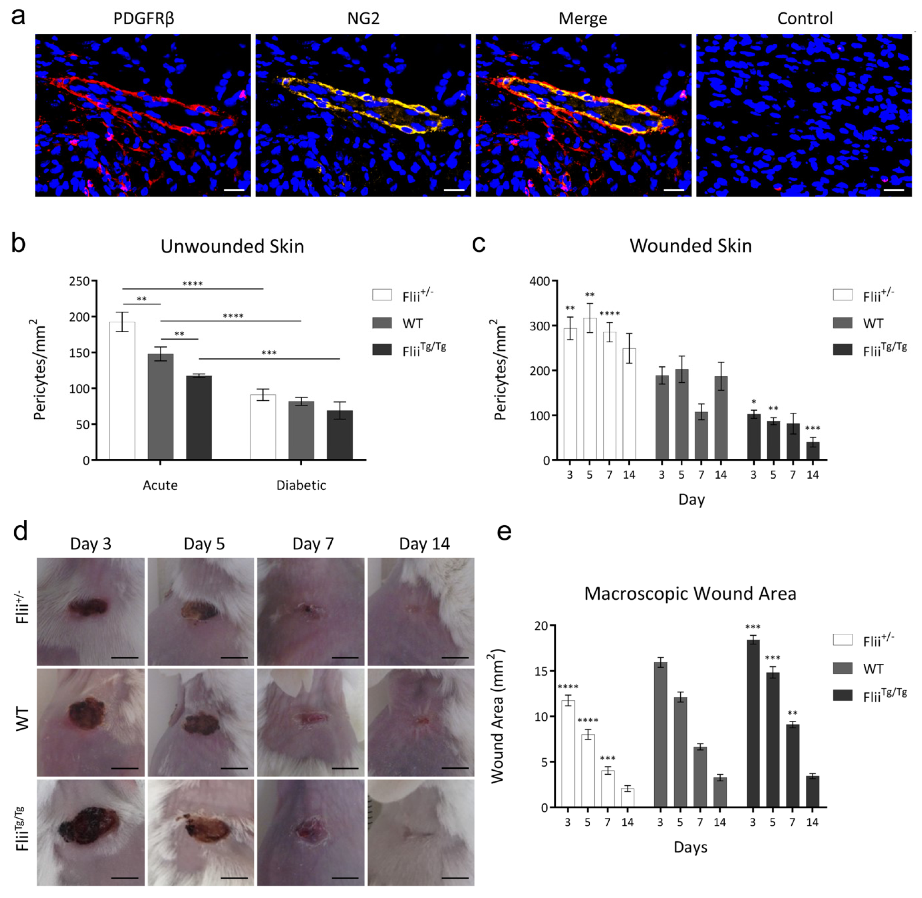 Ijms 21 05599 g003 Ijms 21 05599 g003