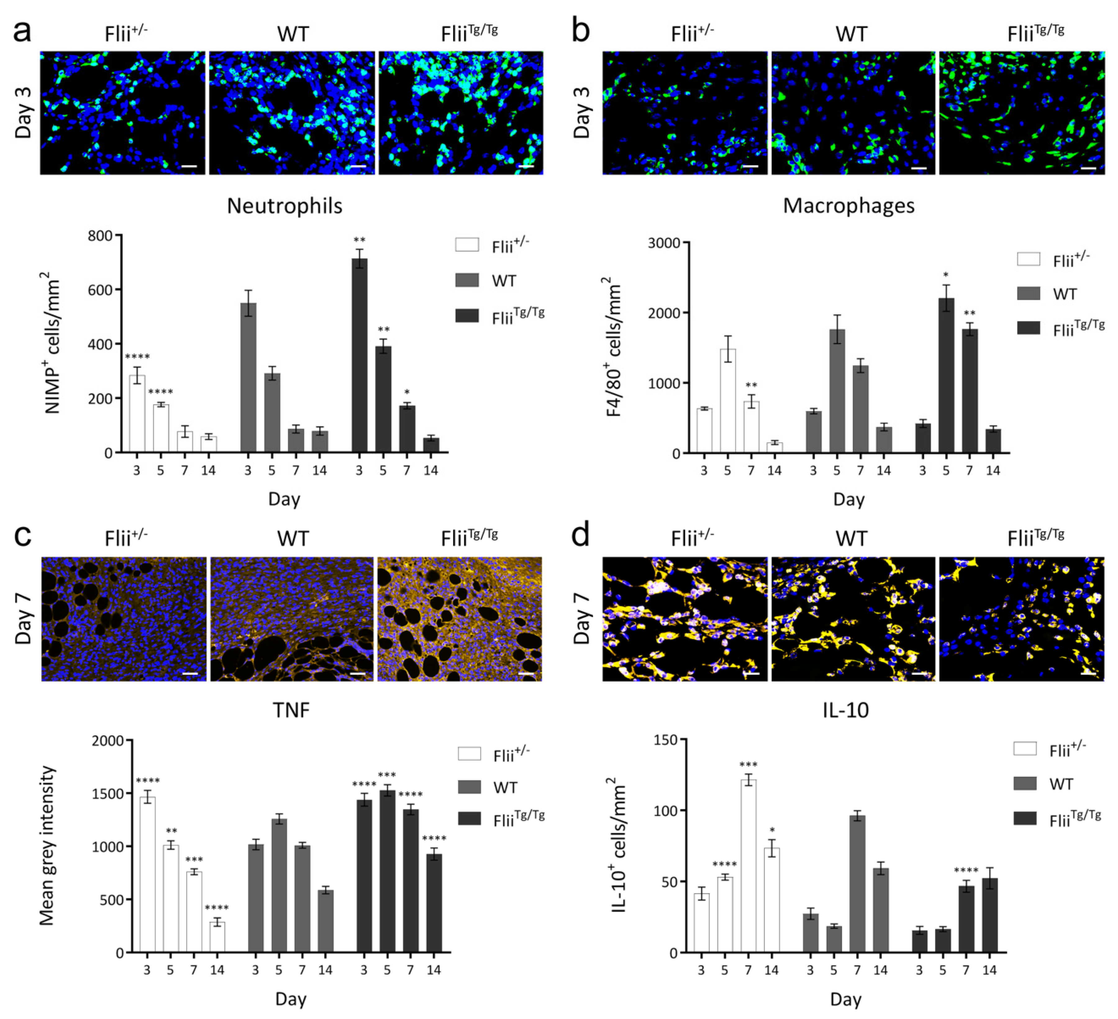 Ijms 21 05599 g004 Ijms 21 05599 g004