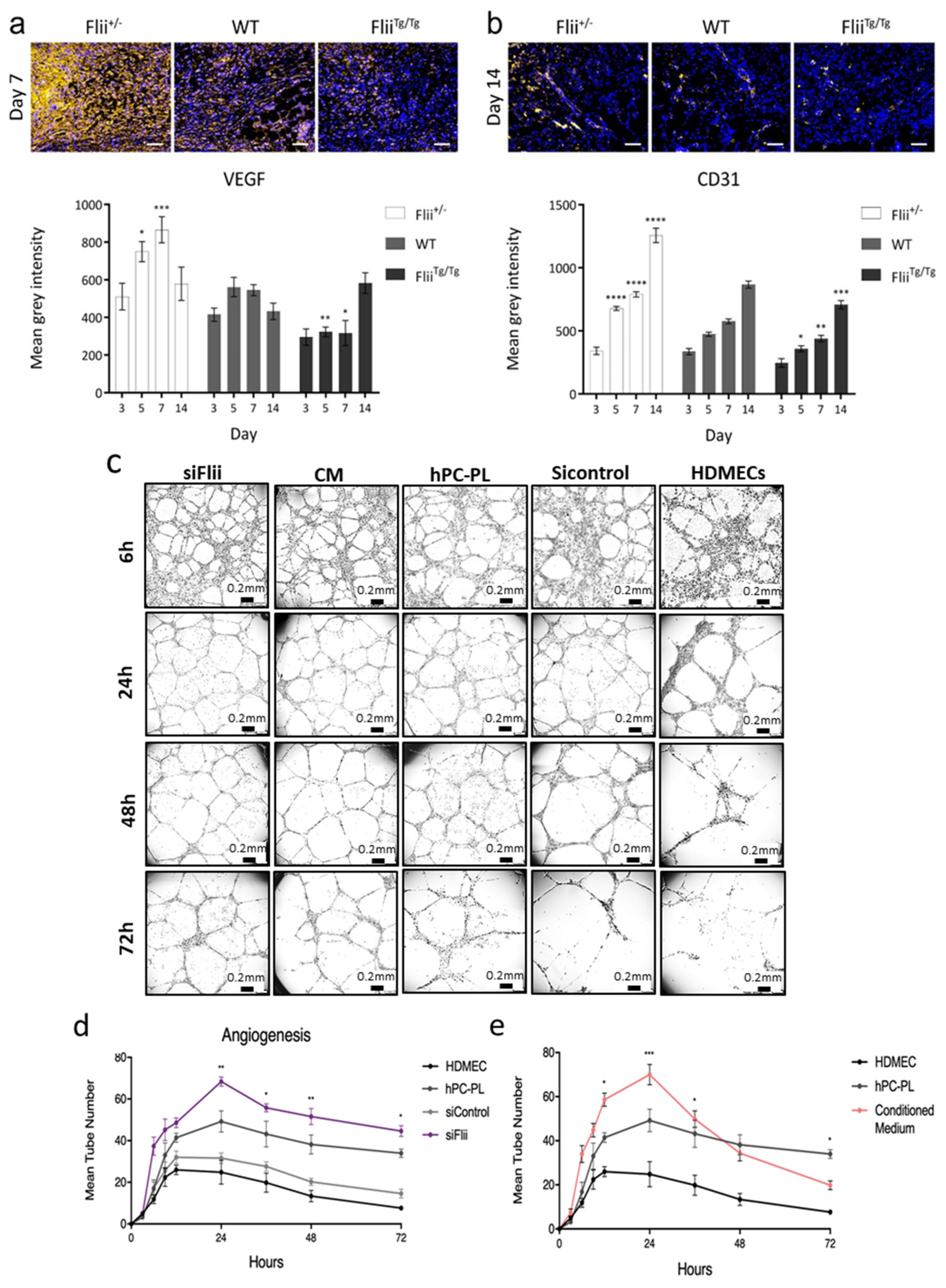 Ijms 21 05599 g005 Ijms 21 05599 g005