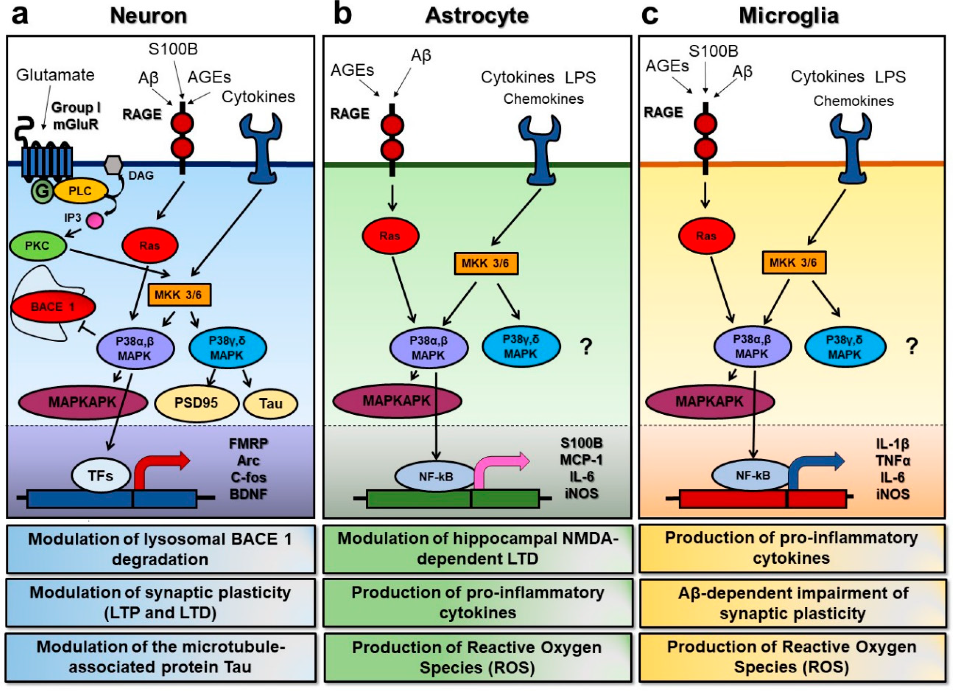 Ijms 21 05624 g001 Ijms 21 05624 g001