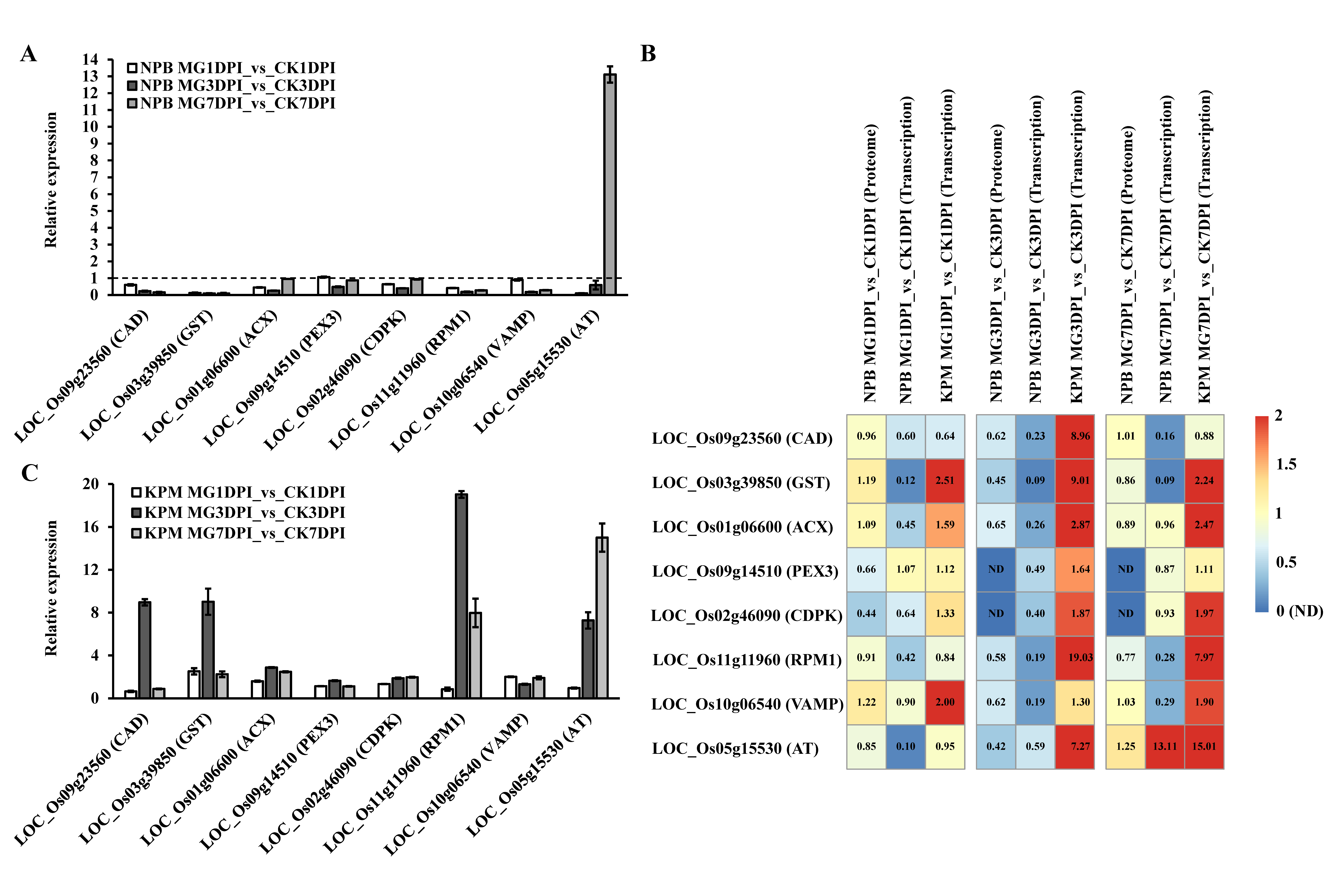 Ijms 21 05640 g006 Ijms 21 05640 g006