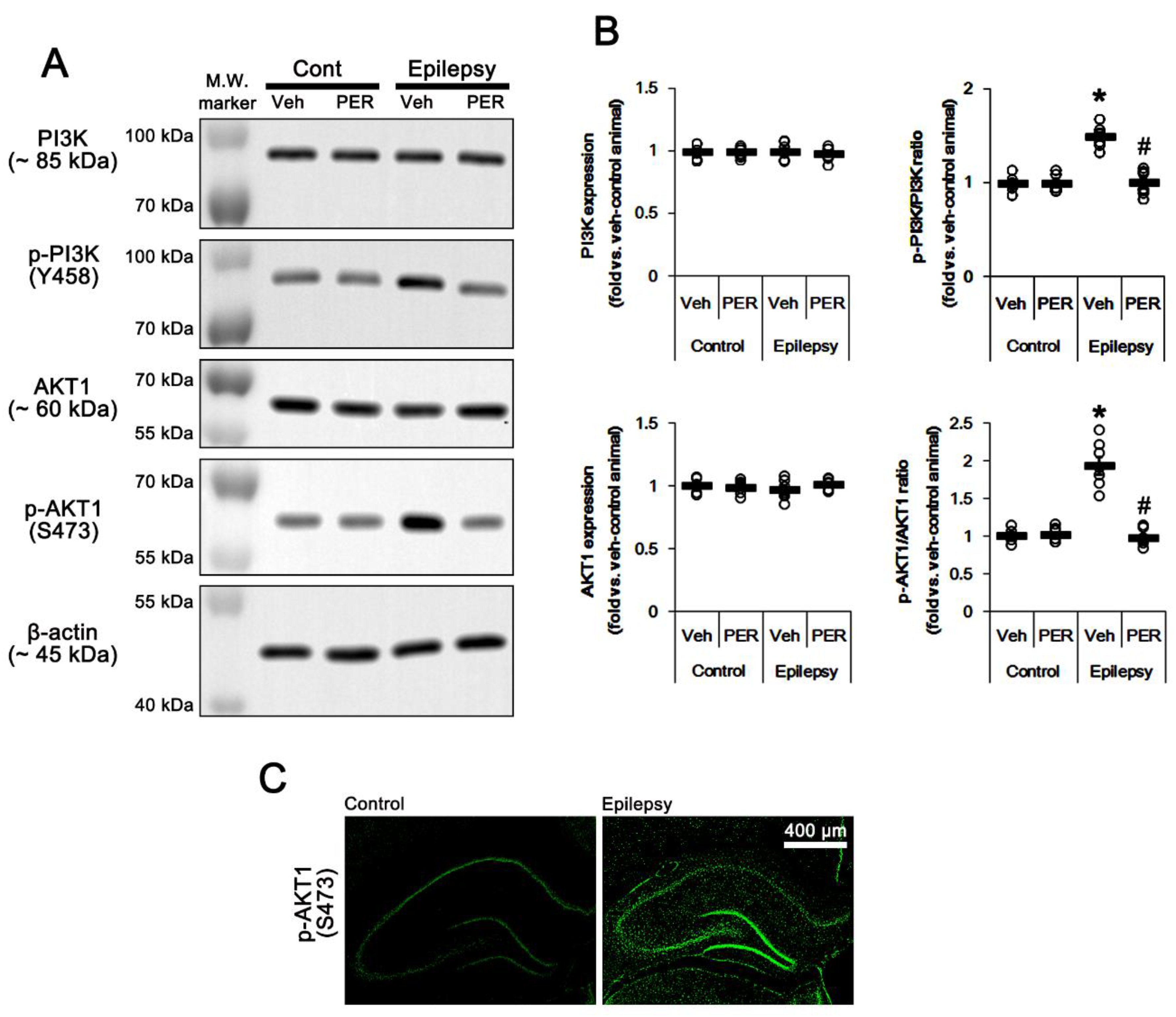 Ijms 21 05643 g003 Ijms 21 05643 g003
