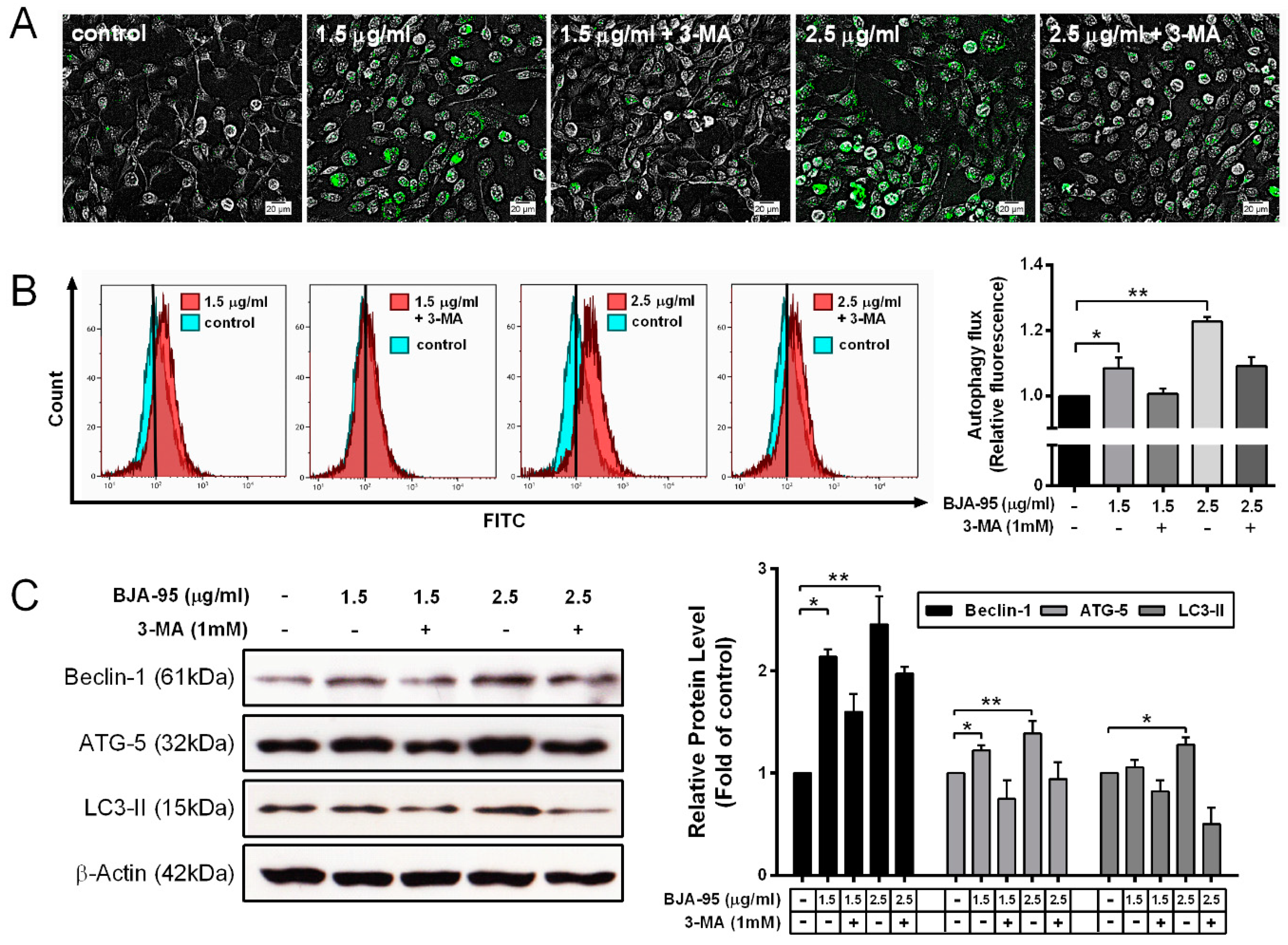 Ijms 21 05669 g004 Ijms 21 05669 g004