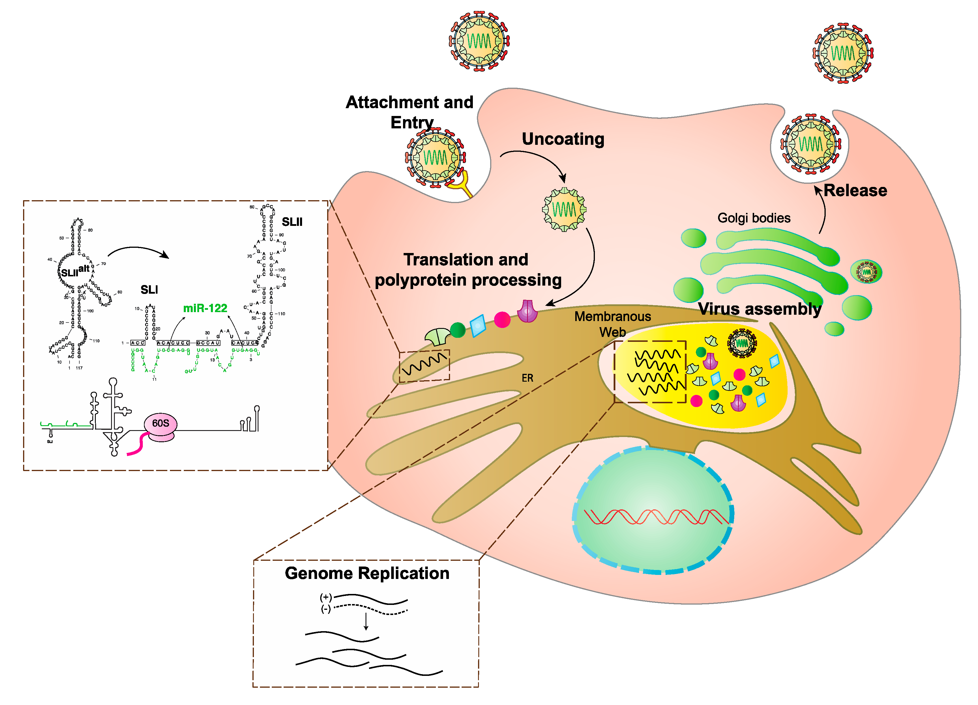 Ijms 21 05677 g001 Ijms 21 05677 g001