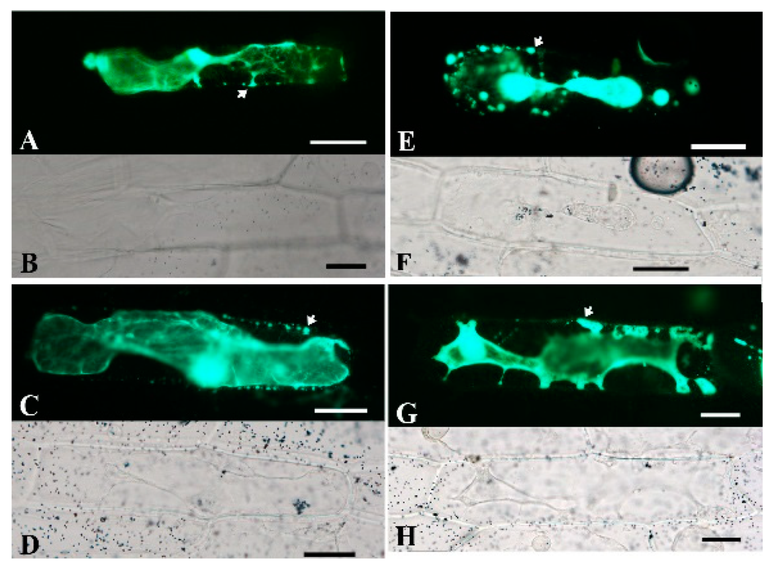 Ijms 21 05706 g007 Ijms 21 05706 g007