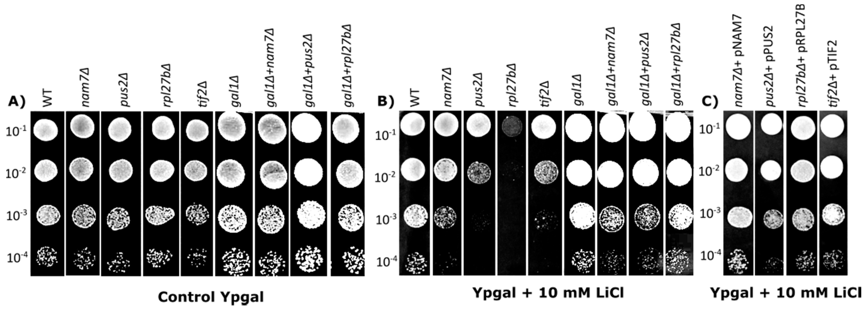 Ijms 21 05730 g001 Ijms 21 05730 g001
