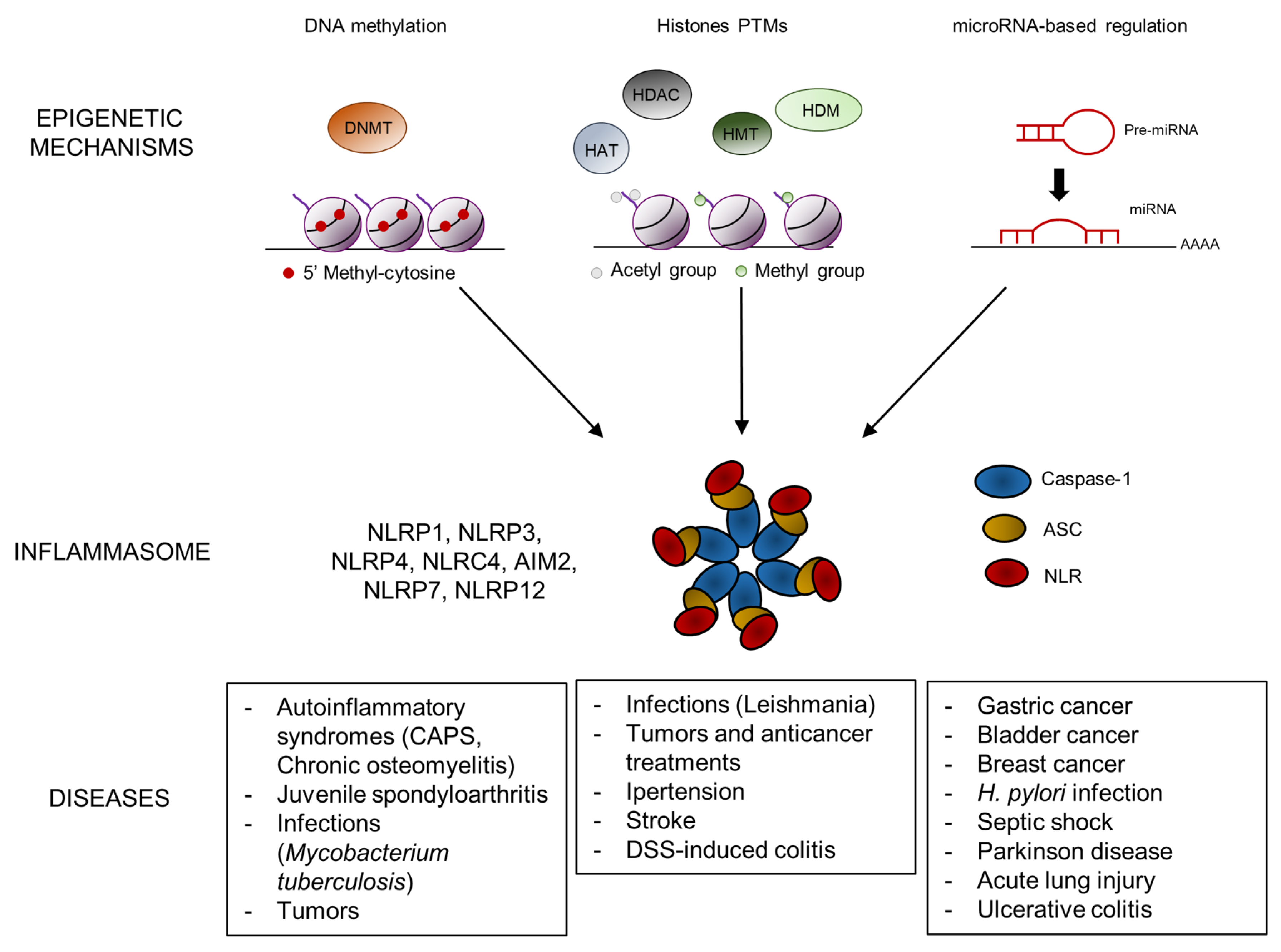 Ijms 21 05758 g001 Ijms 21 05758 g001