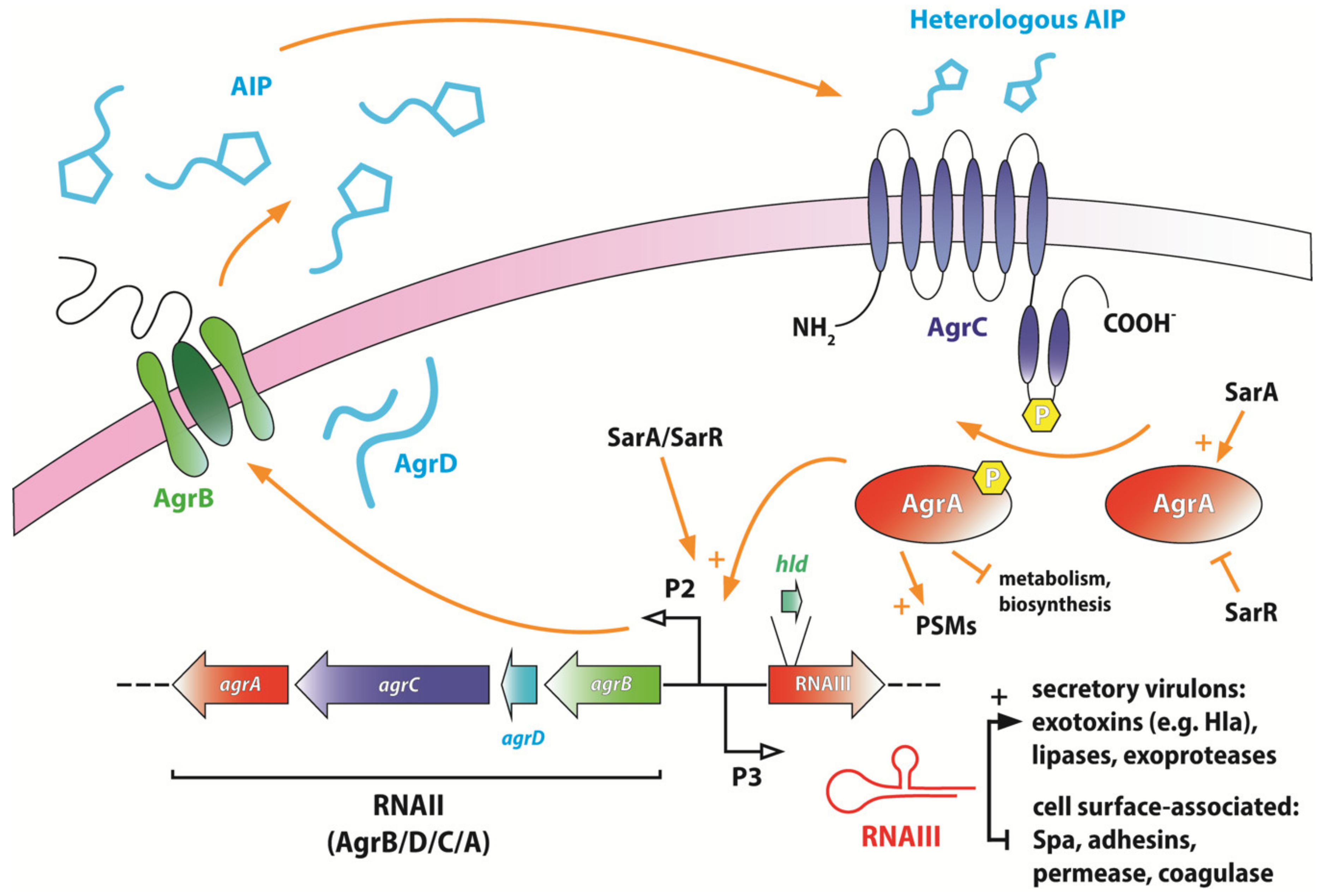 Ijms 21 05772 g002 Ijms 21 05772 g002