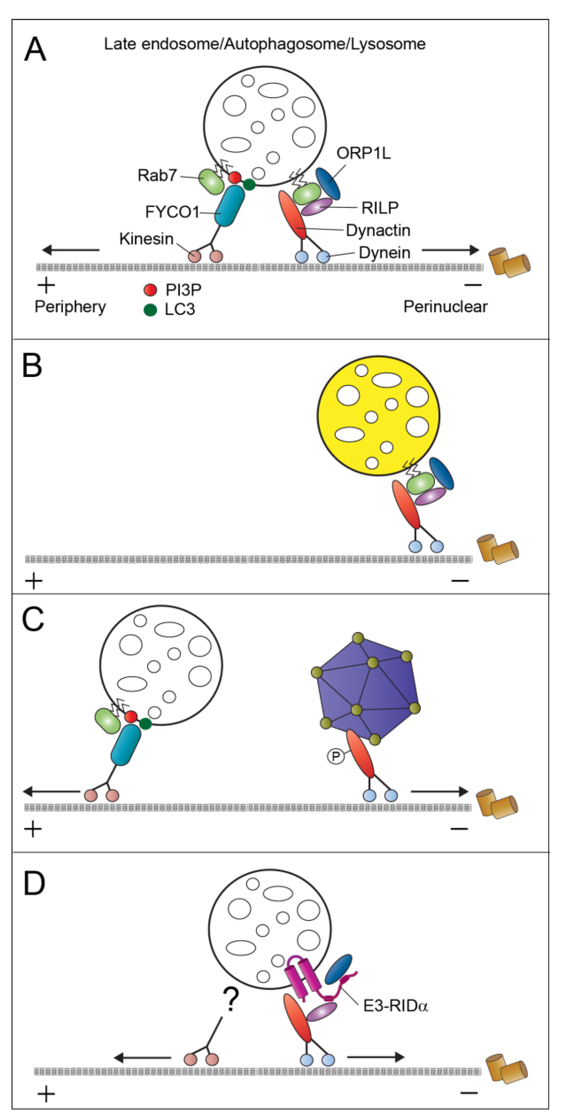 Ijms 21 05808 g004 Ijms 21 05808 g004