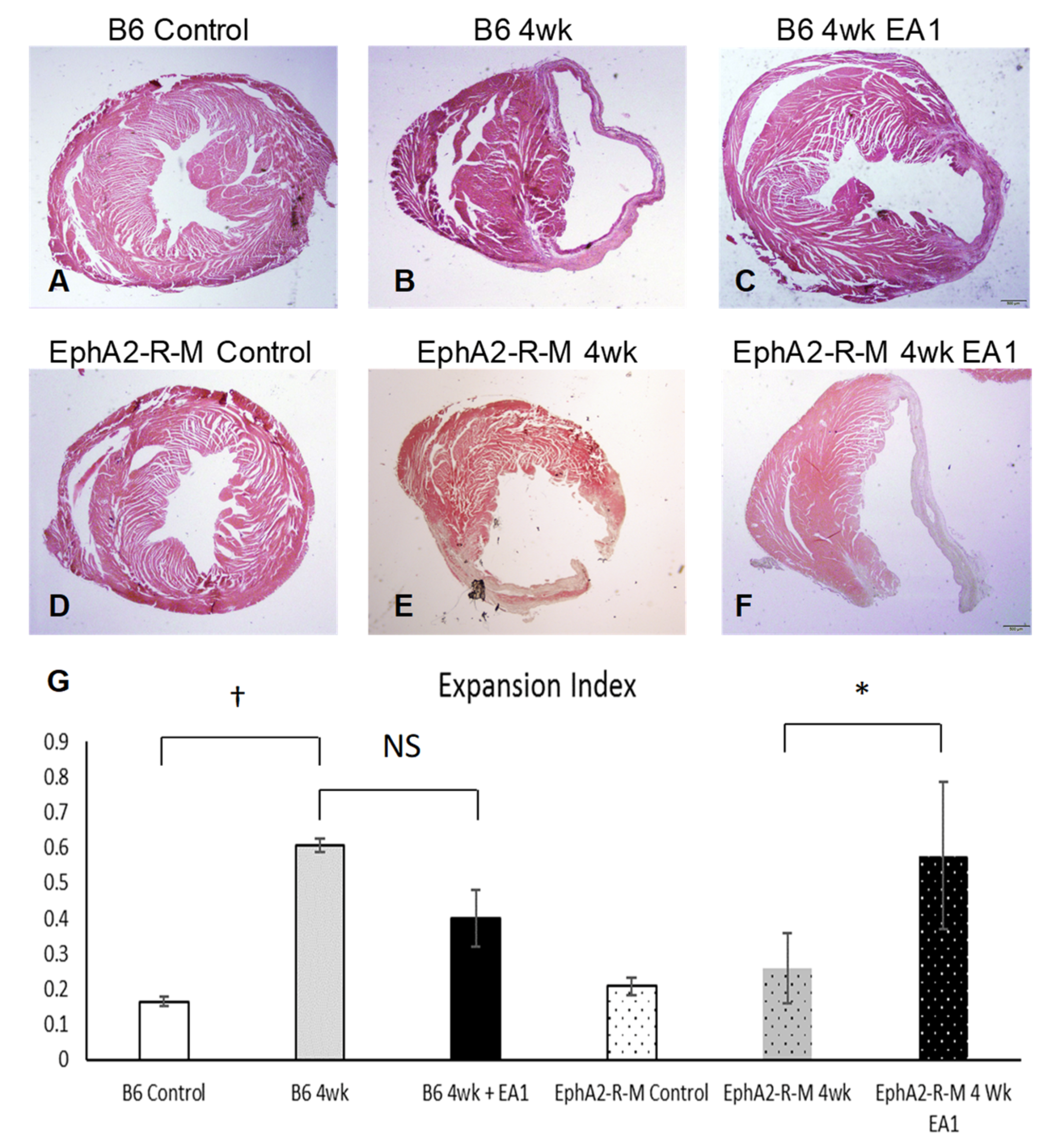 Ijms 21 05811 g002 Ijms 21 05811 g002