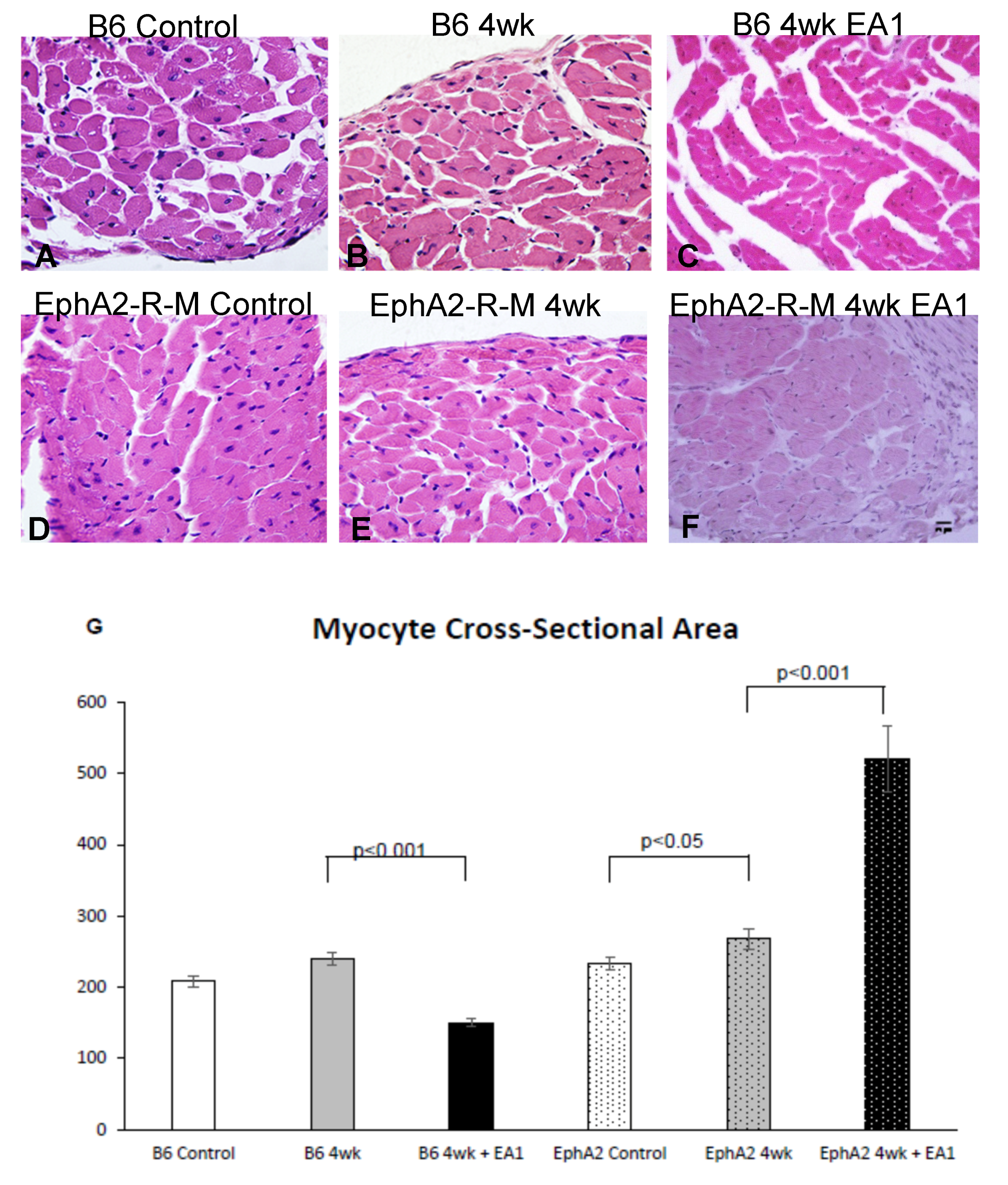 Ijms 21 05811 g003 Ijms 21 05811 g003