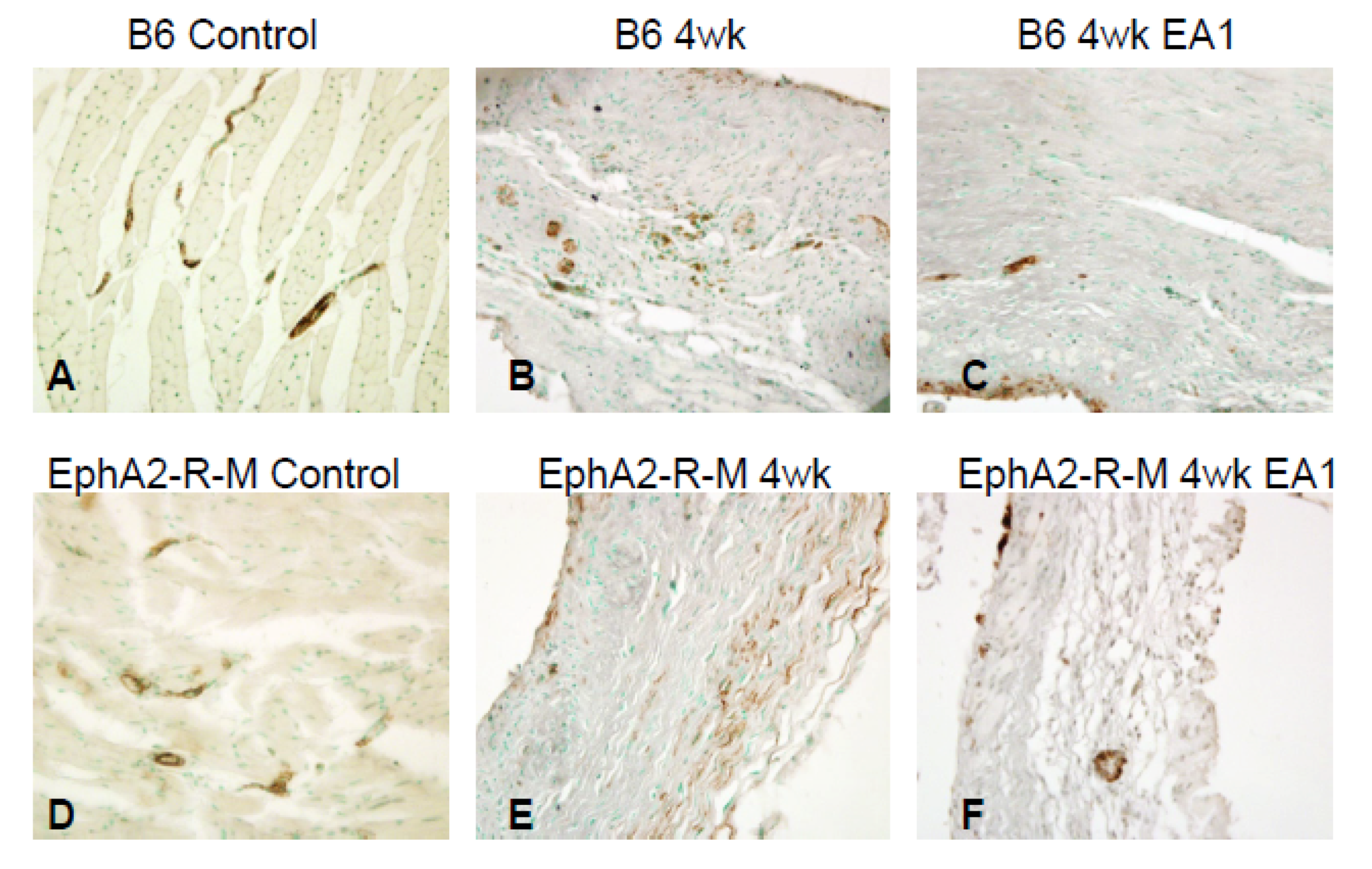 Ijms 21 05811 g006 Ijms 21 05811 g006