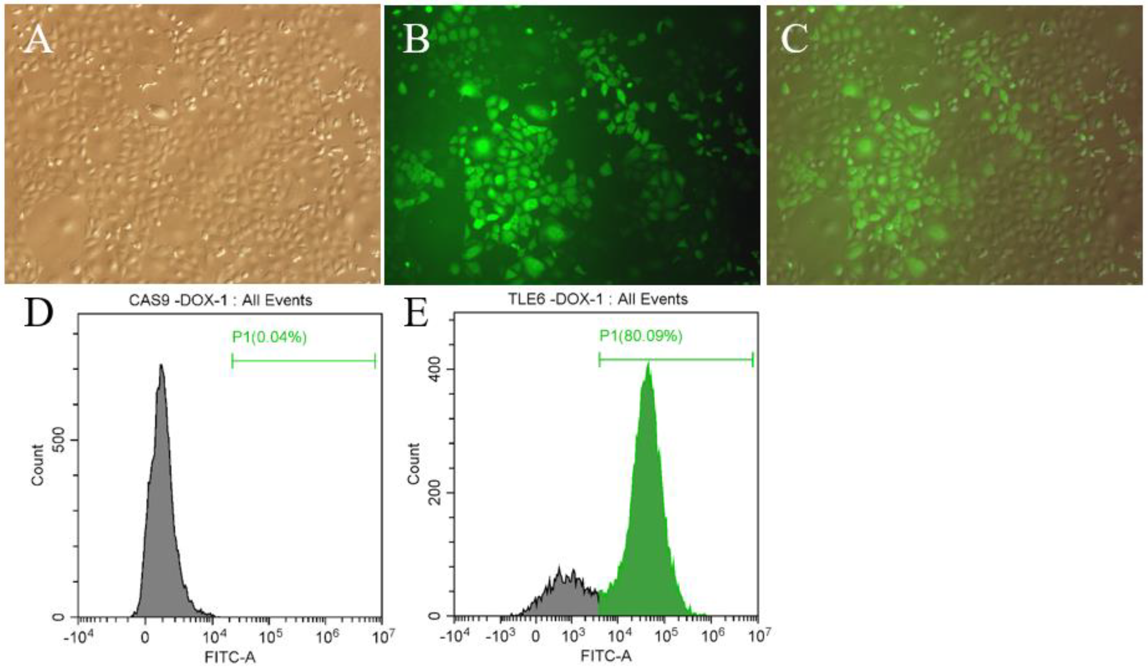 Ijms 21 05827 g002 Ijms 21 05827 g002