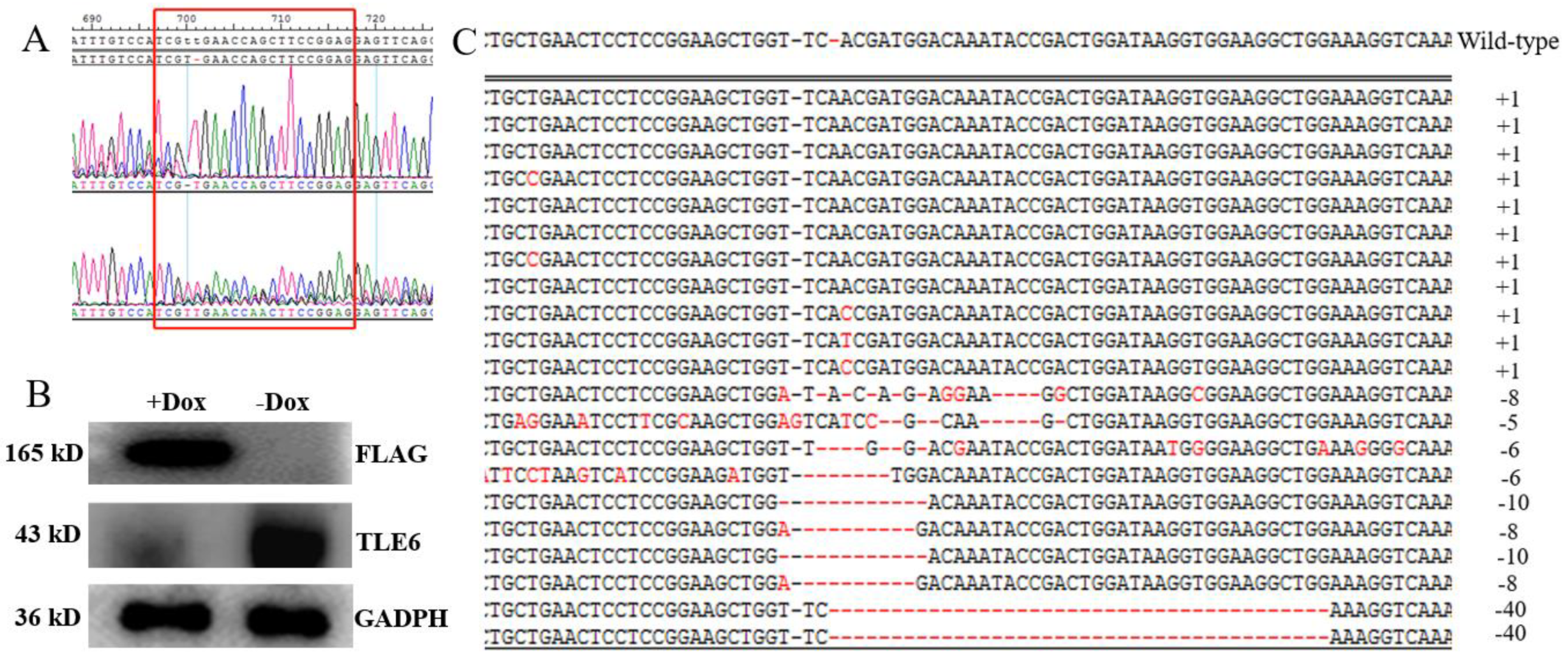 Ijms 21 05827 g003 Ijms 21 05827 g003