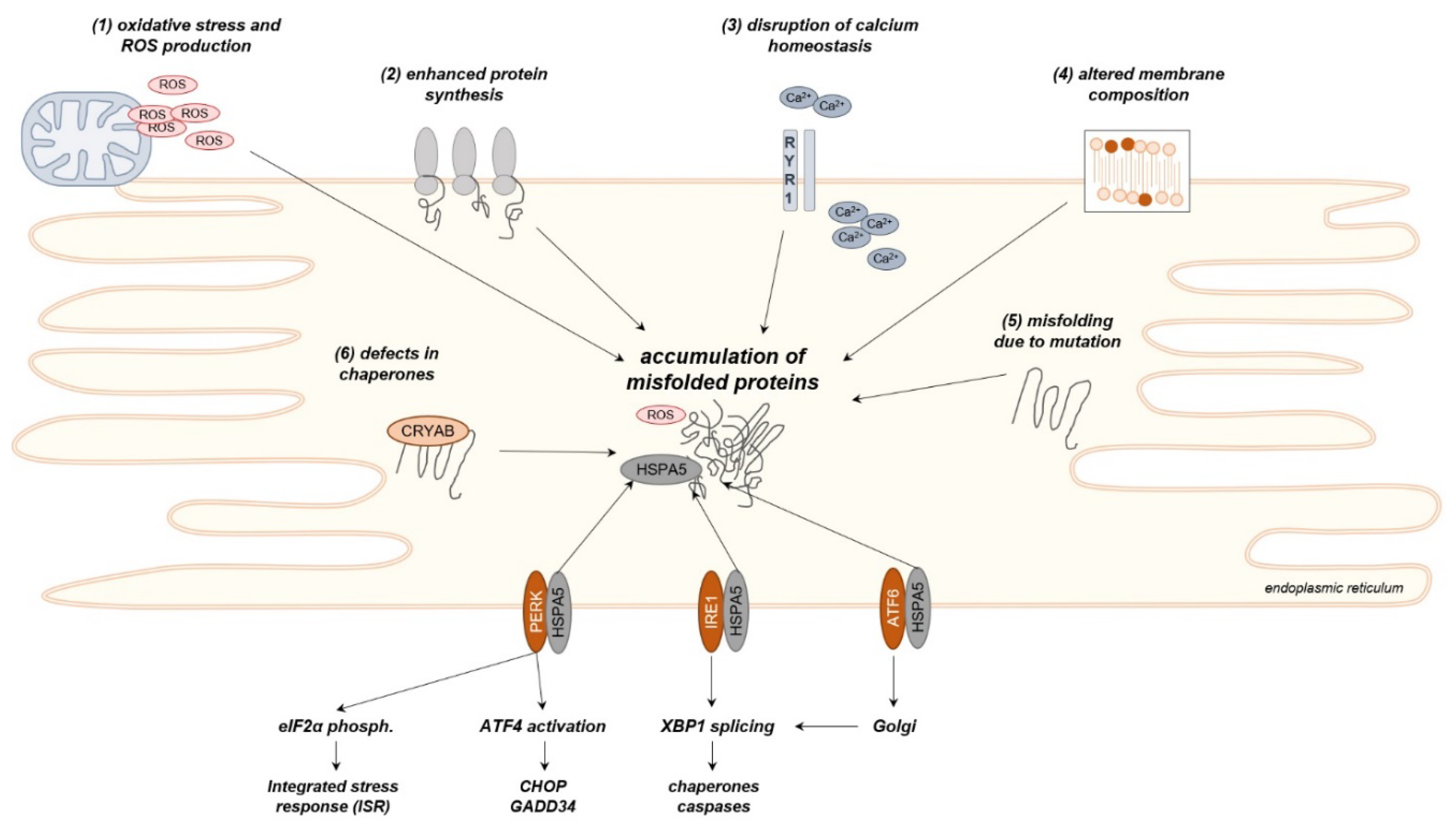 Ijms 21 05830 g002 Ijms 21 05830 g002