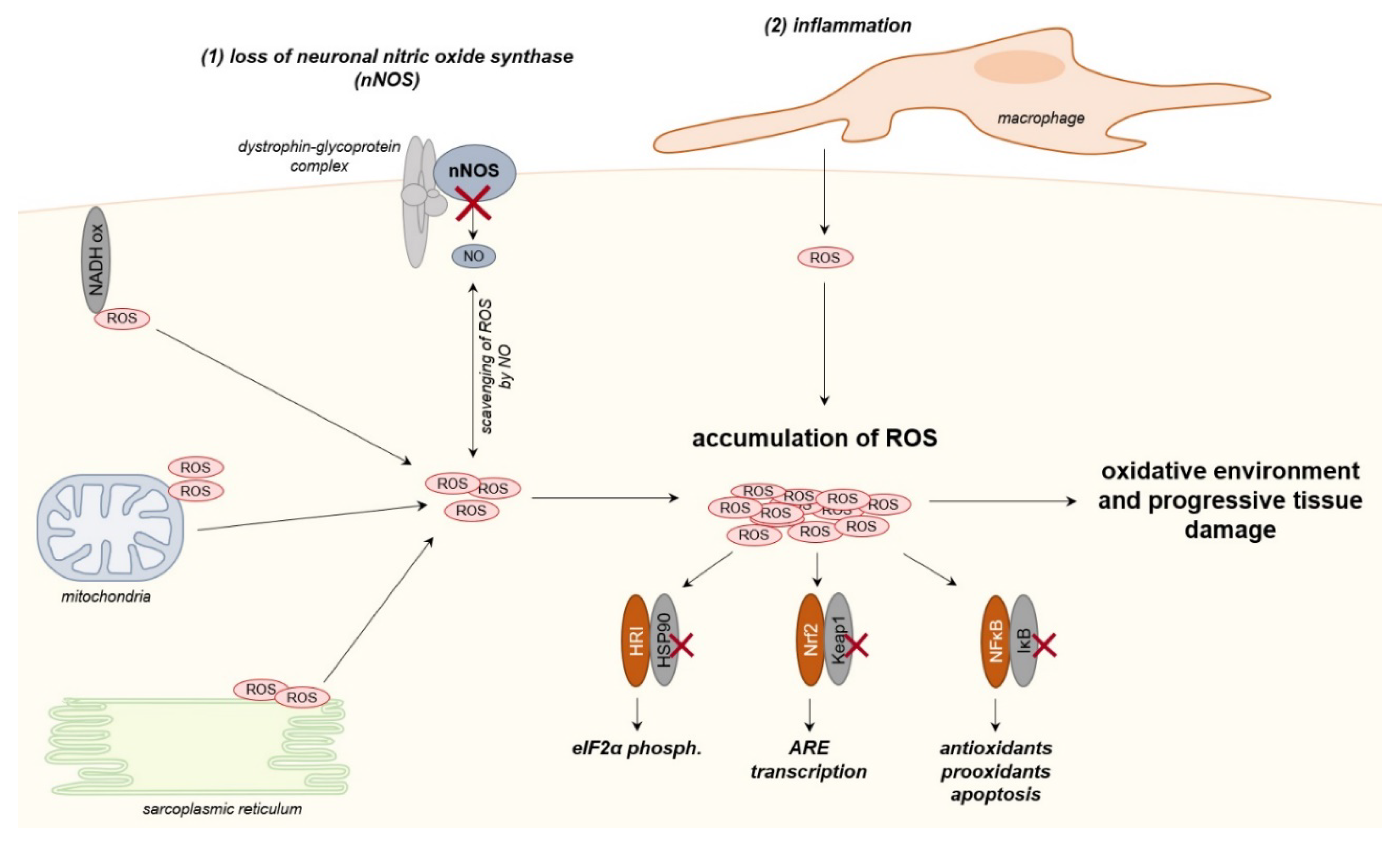 Ijms 21 05830 g003 Ijms 21 05830 g003