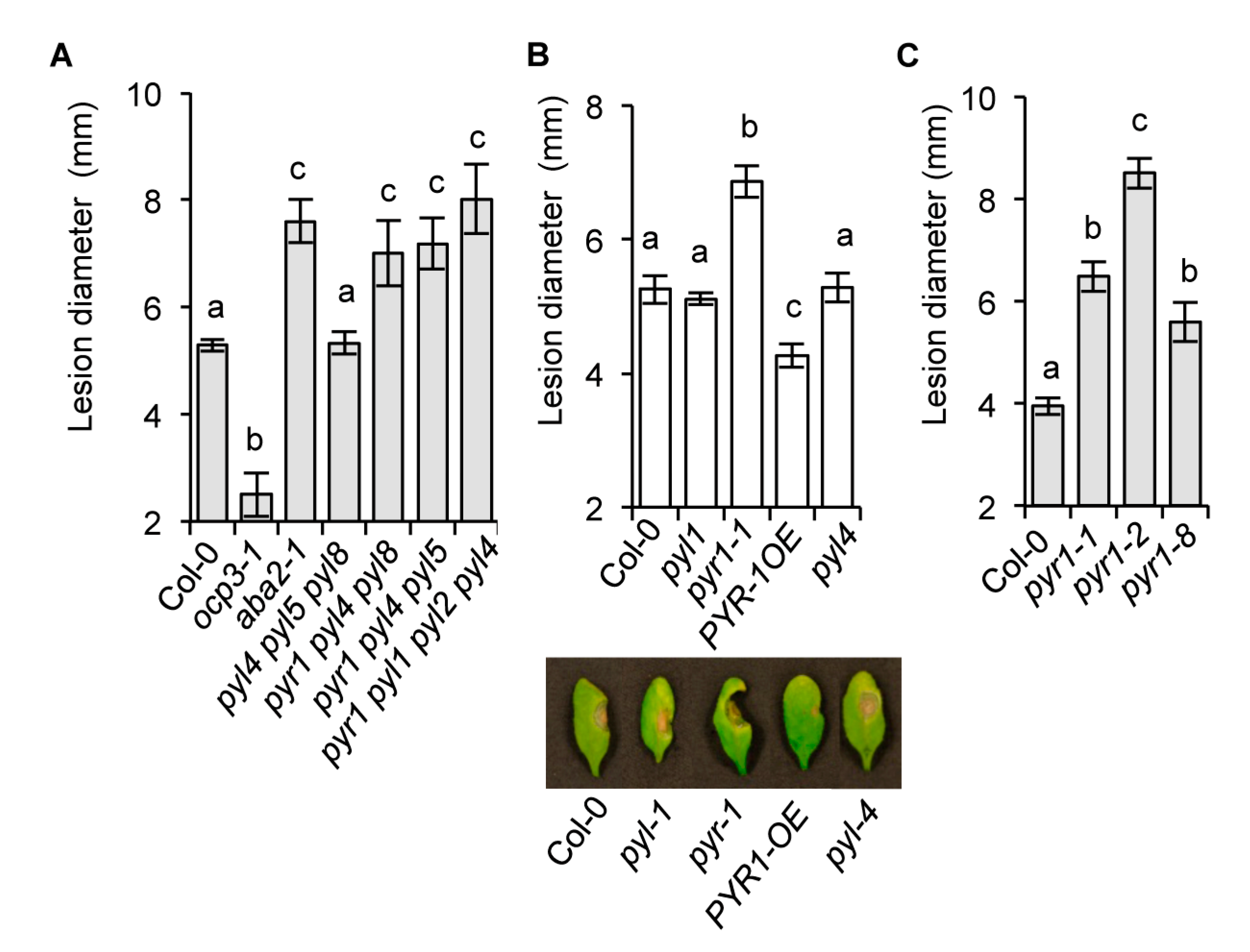 Ijms 21 05852 g002 Ijms 21 05852 g002