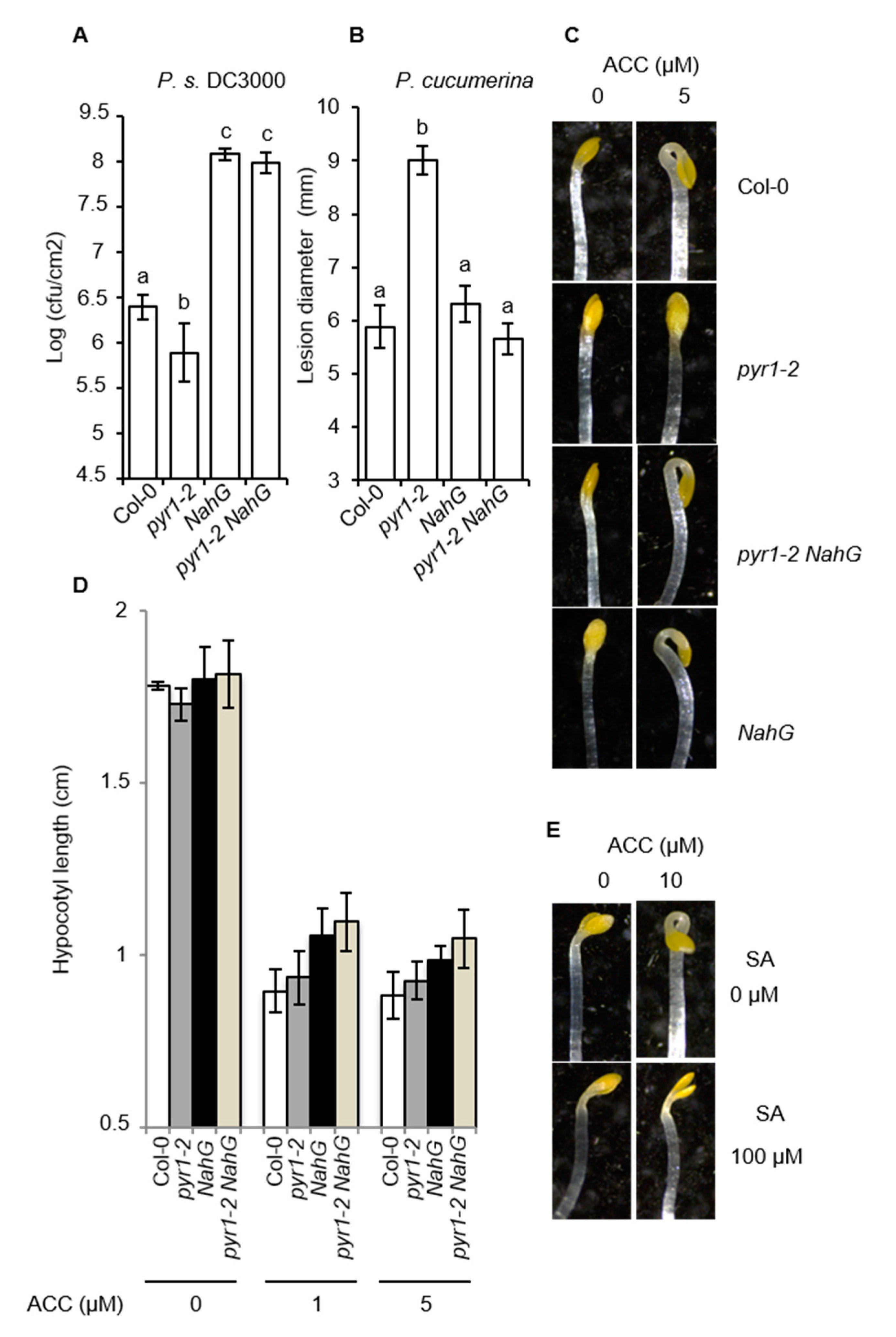 Ijms 21 05852 g008 Ijms 21 05852 g008