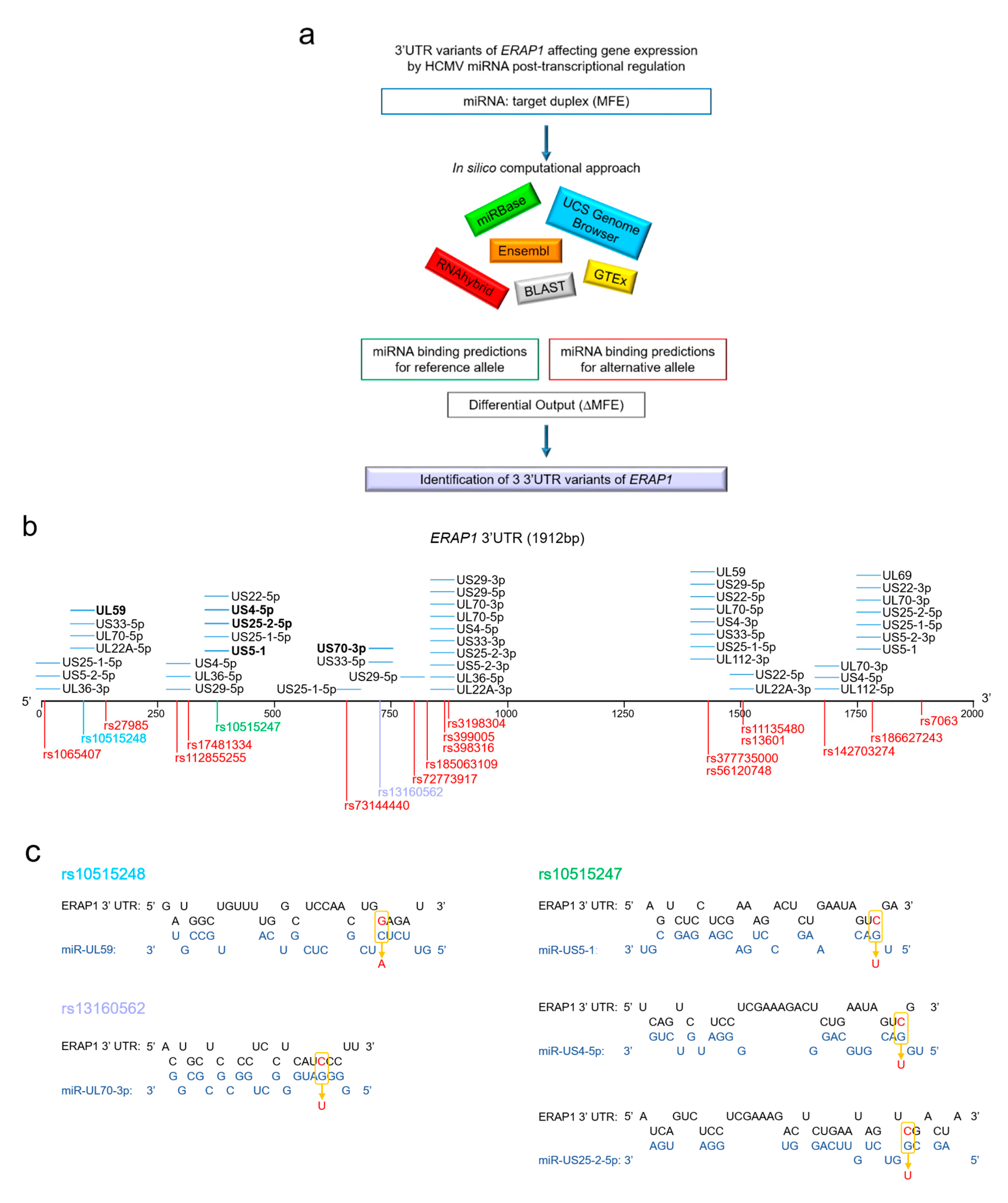 Ijms 21 05861 g003 Ijms 21 05861 g003