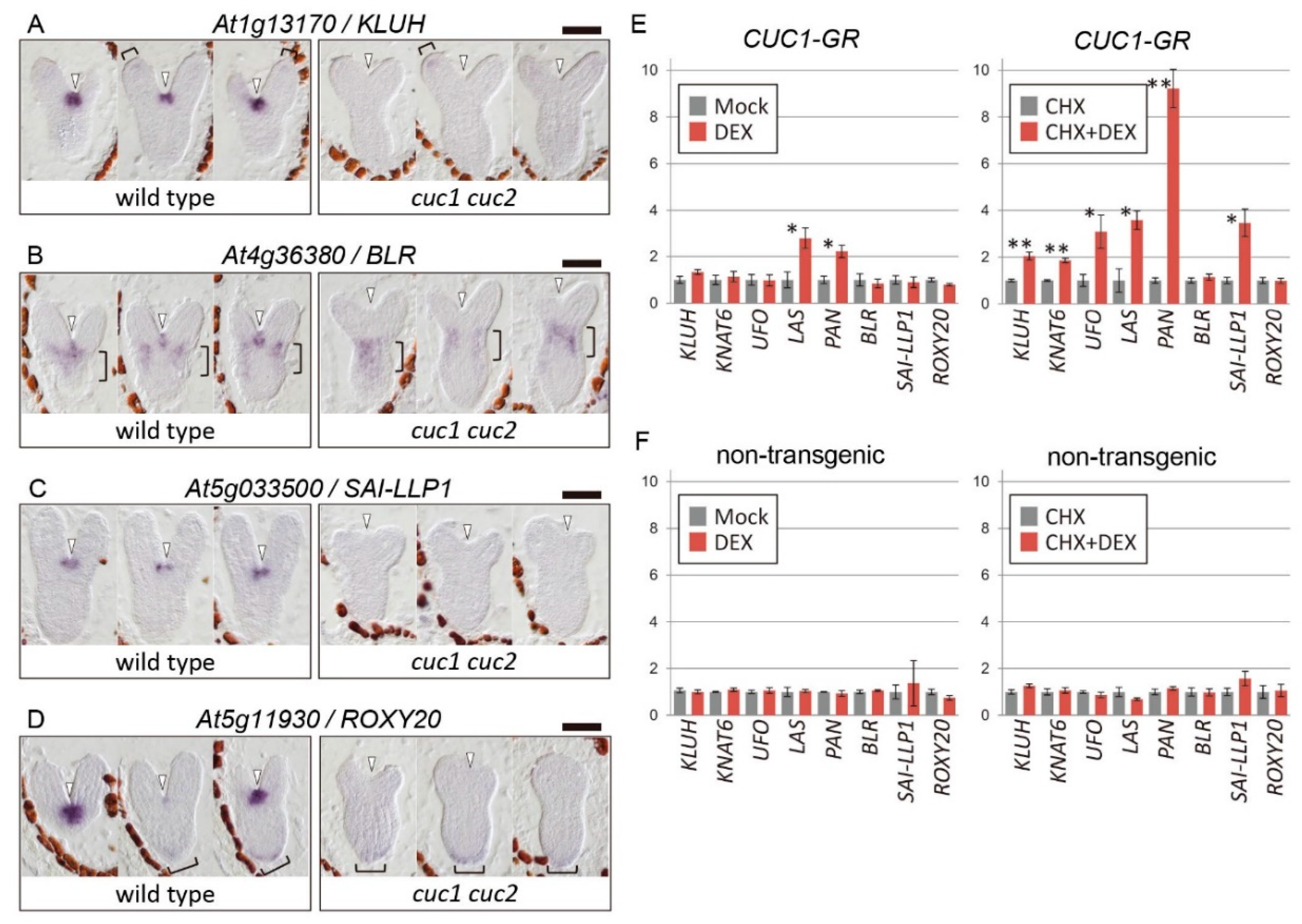 Ijms 21 05864 g001 Ijms 21 05864 g001