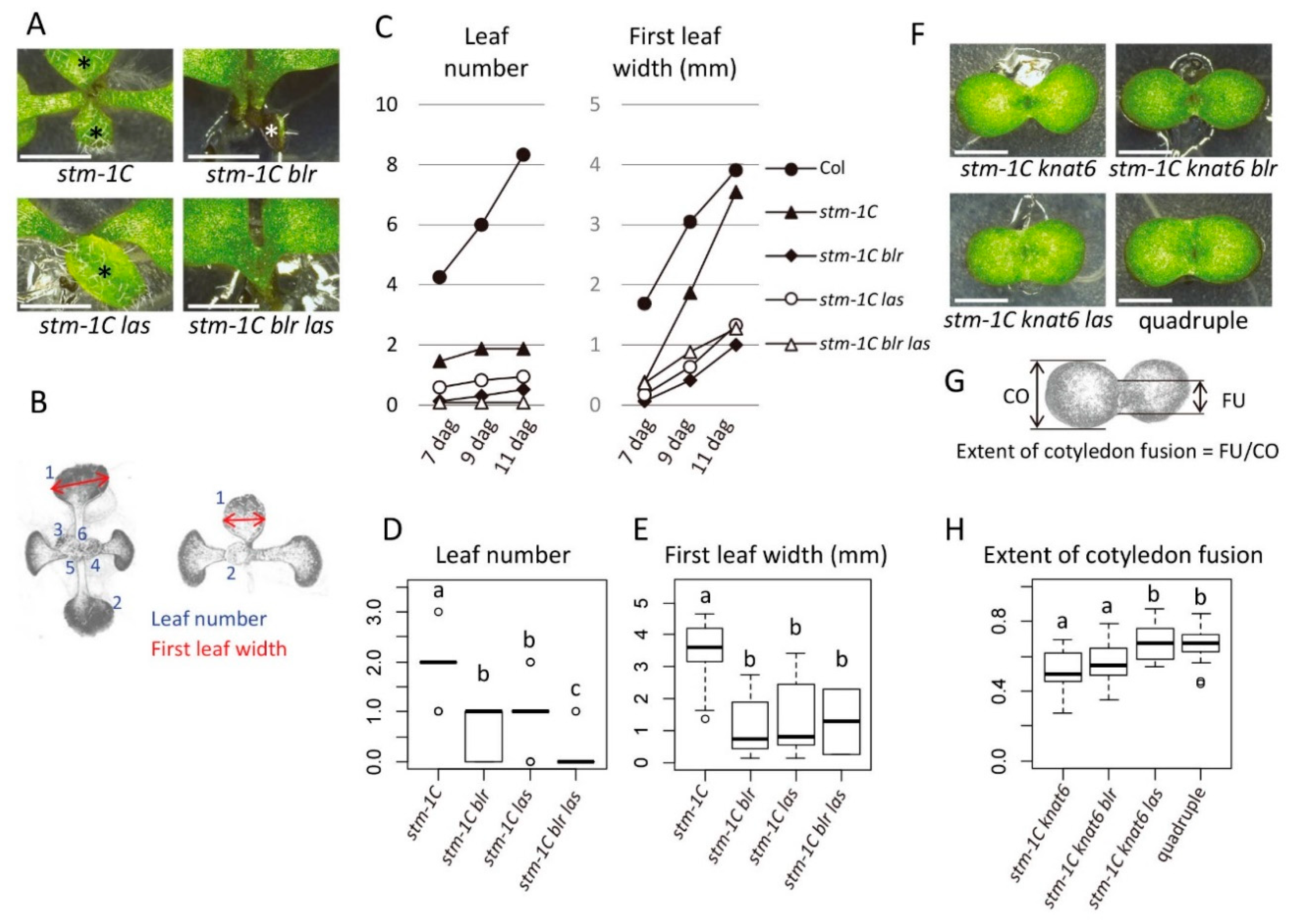 Ijms 21 05864 g003 Ijms 21 05864 g003