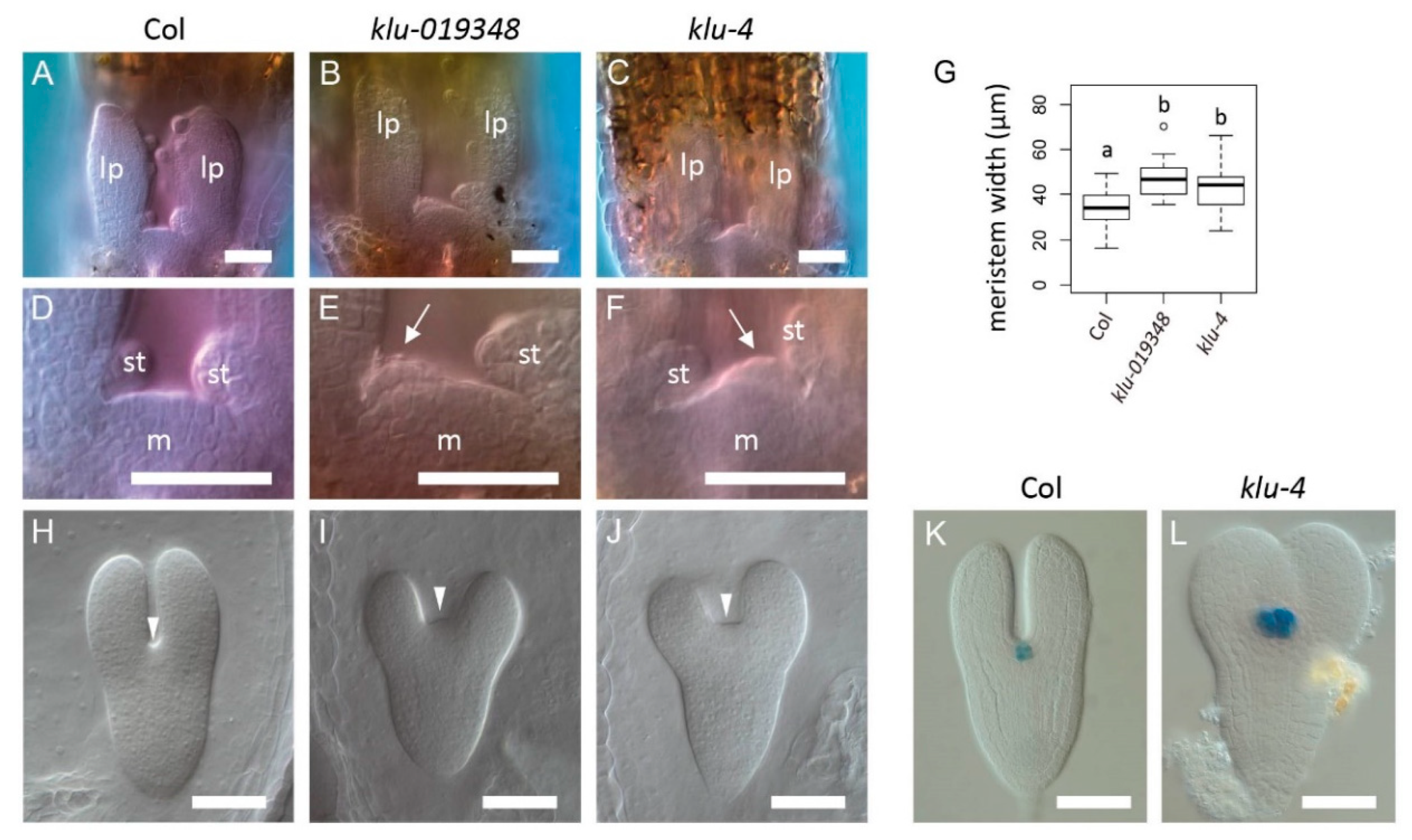 Ijms 21 05864 g004 Ijms 21 05864 g004