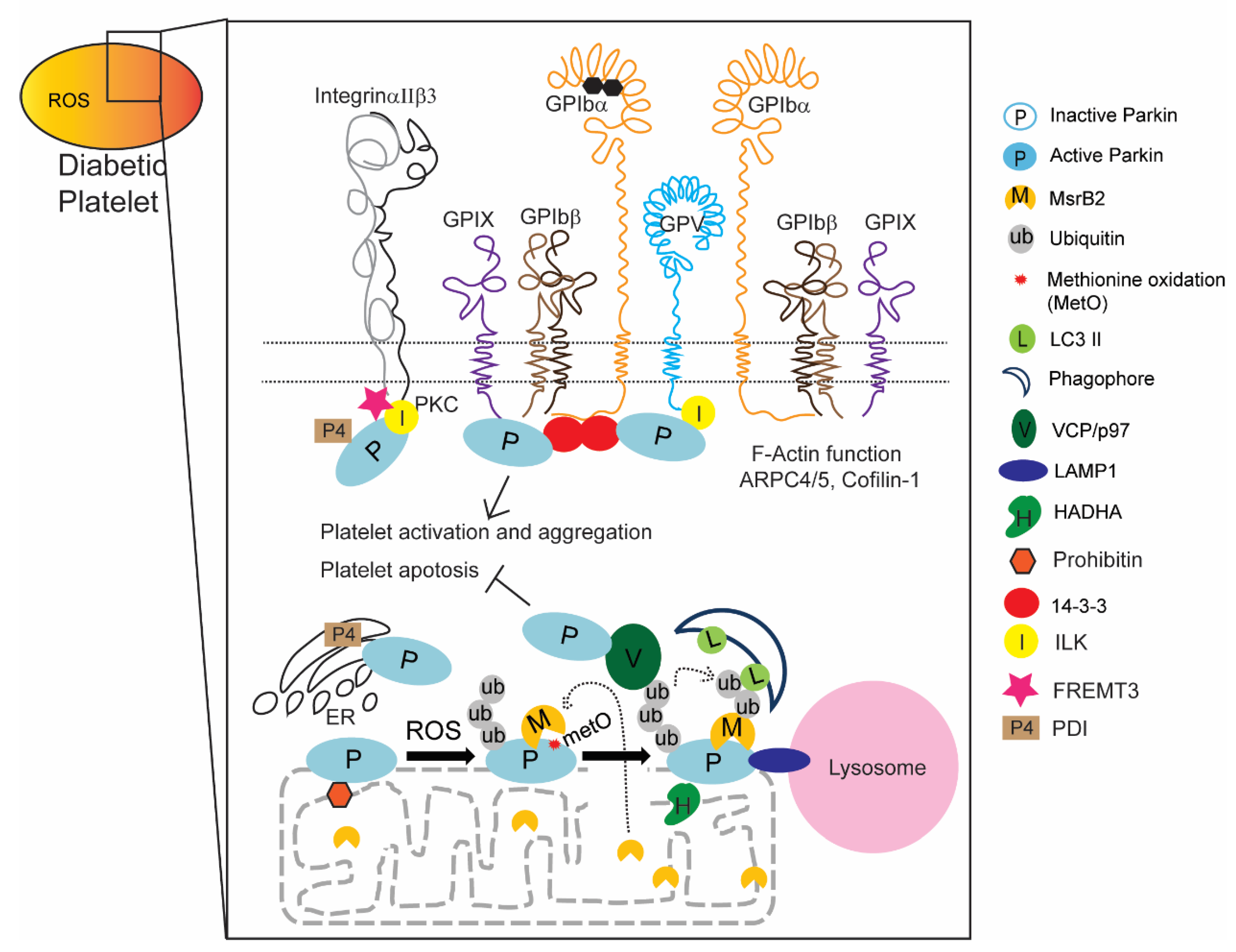 Ijms 21 05869 g006 Ijms 21 05869 g006
